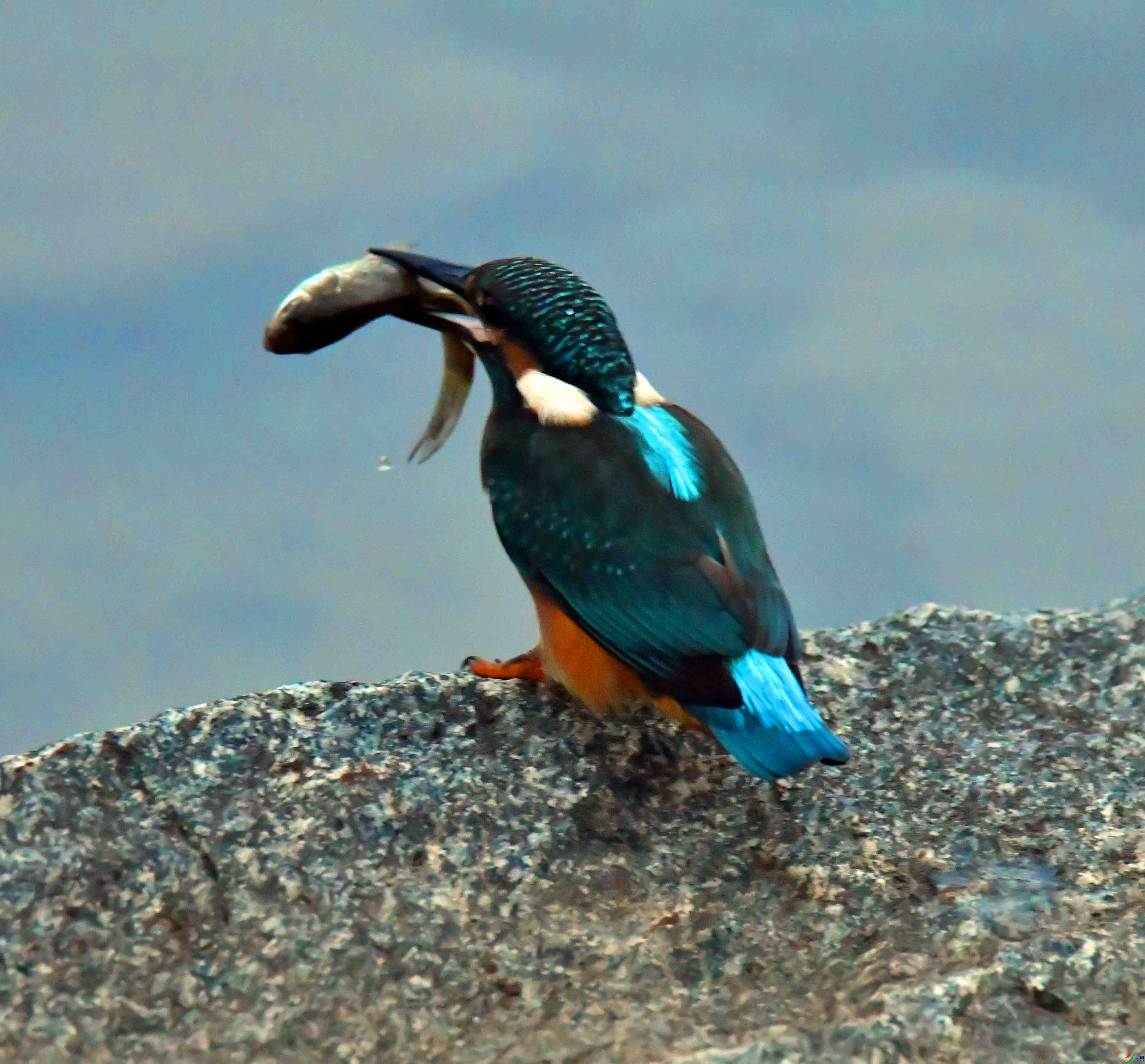 DSC_0442.JPG