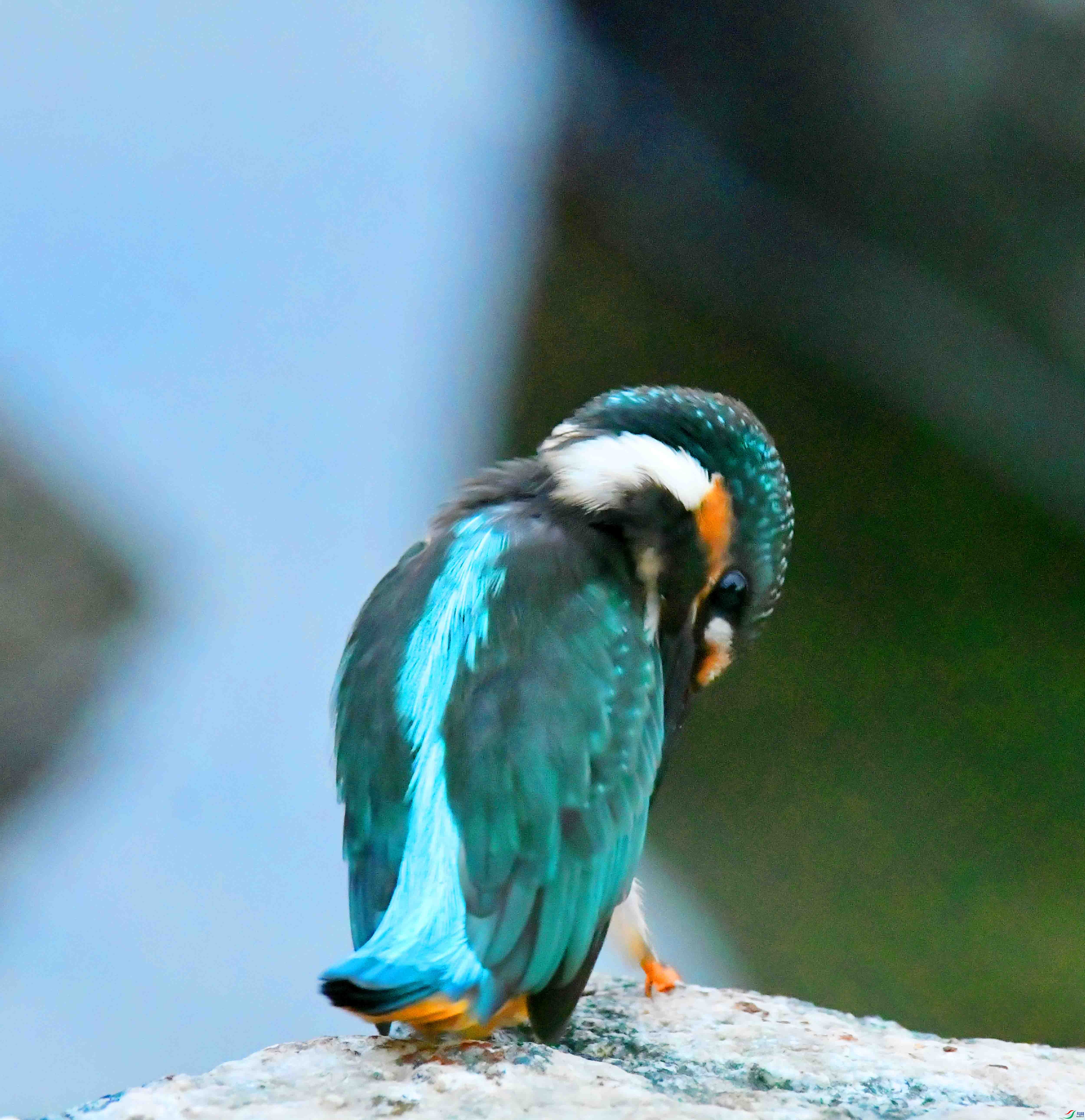 DSC_0493.JPG