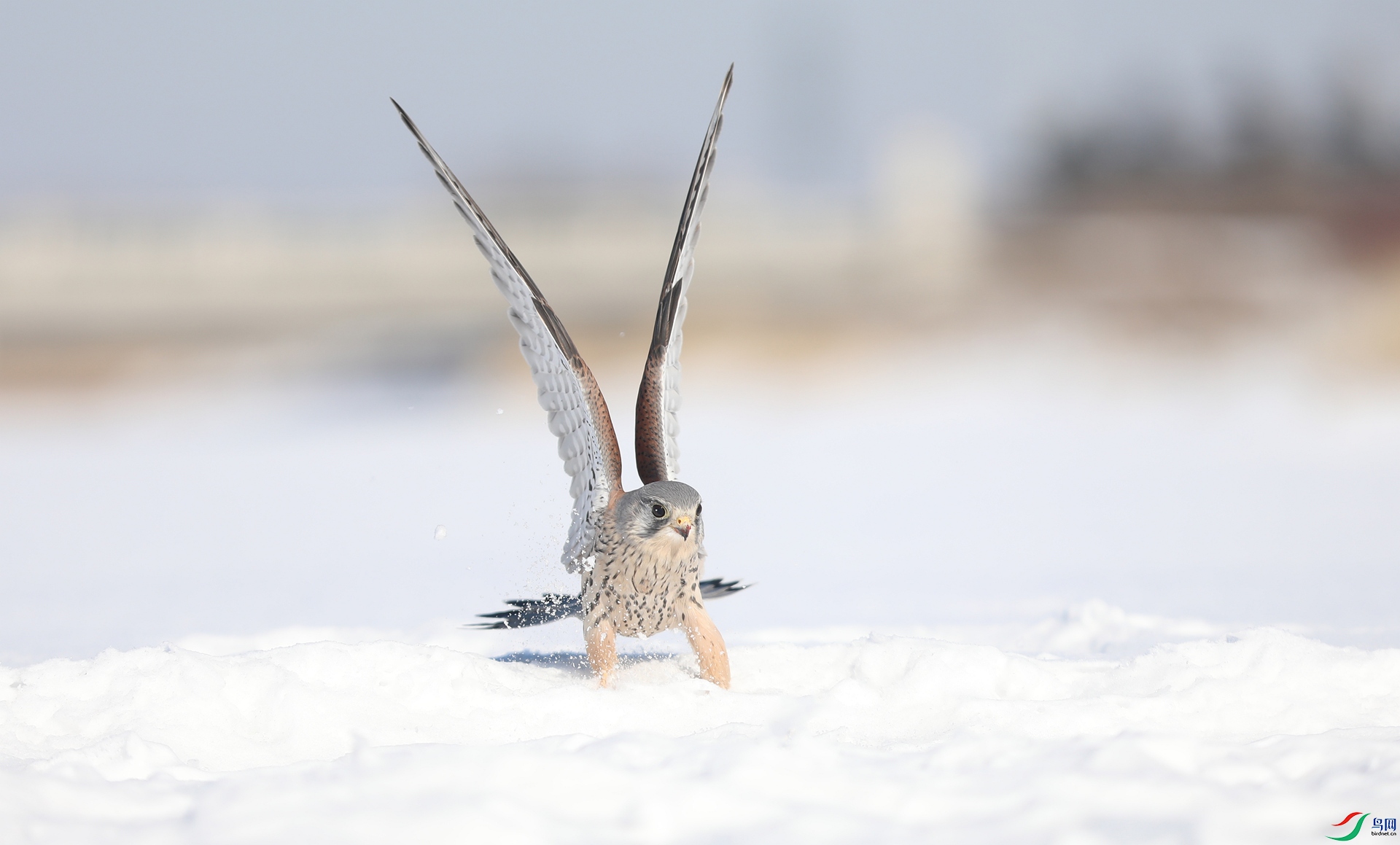 9G8A9077 ����.jpg