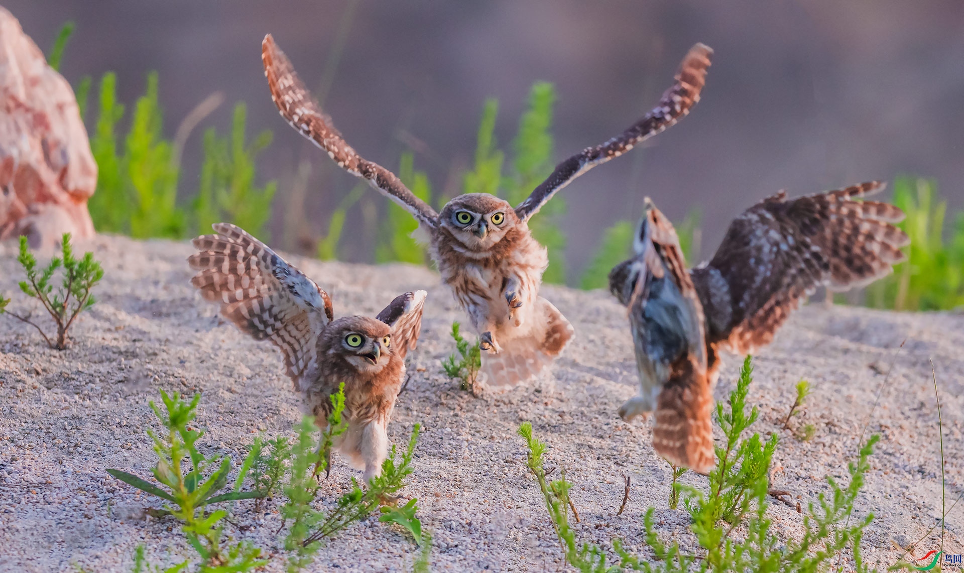 ���Ƹ�С�^