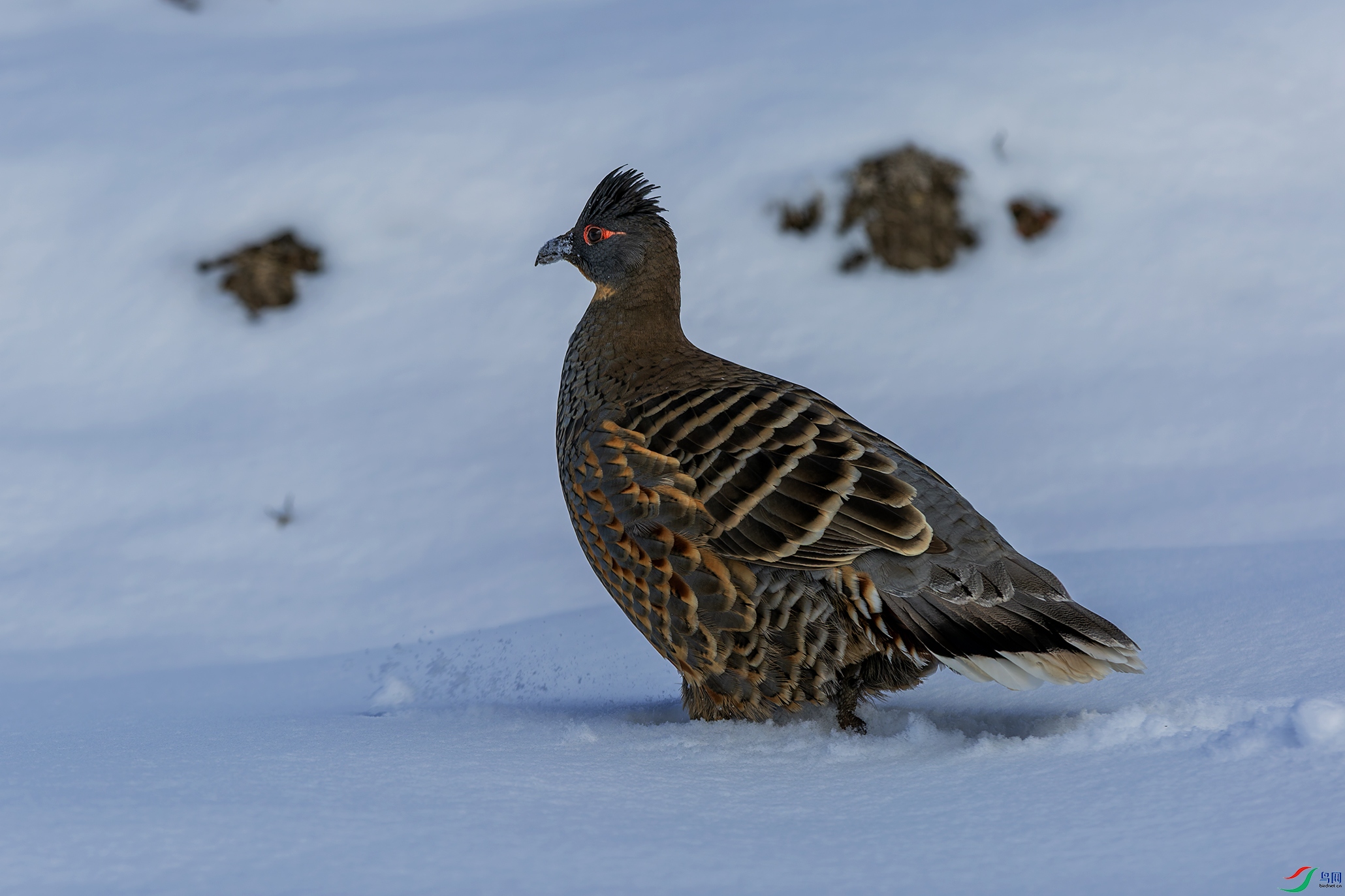 �ƺ�����