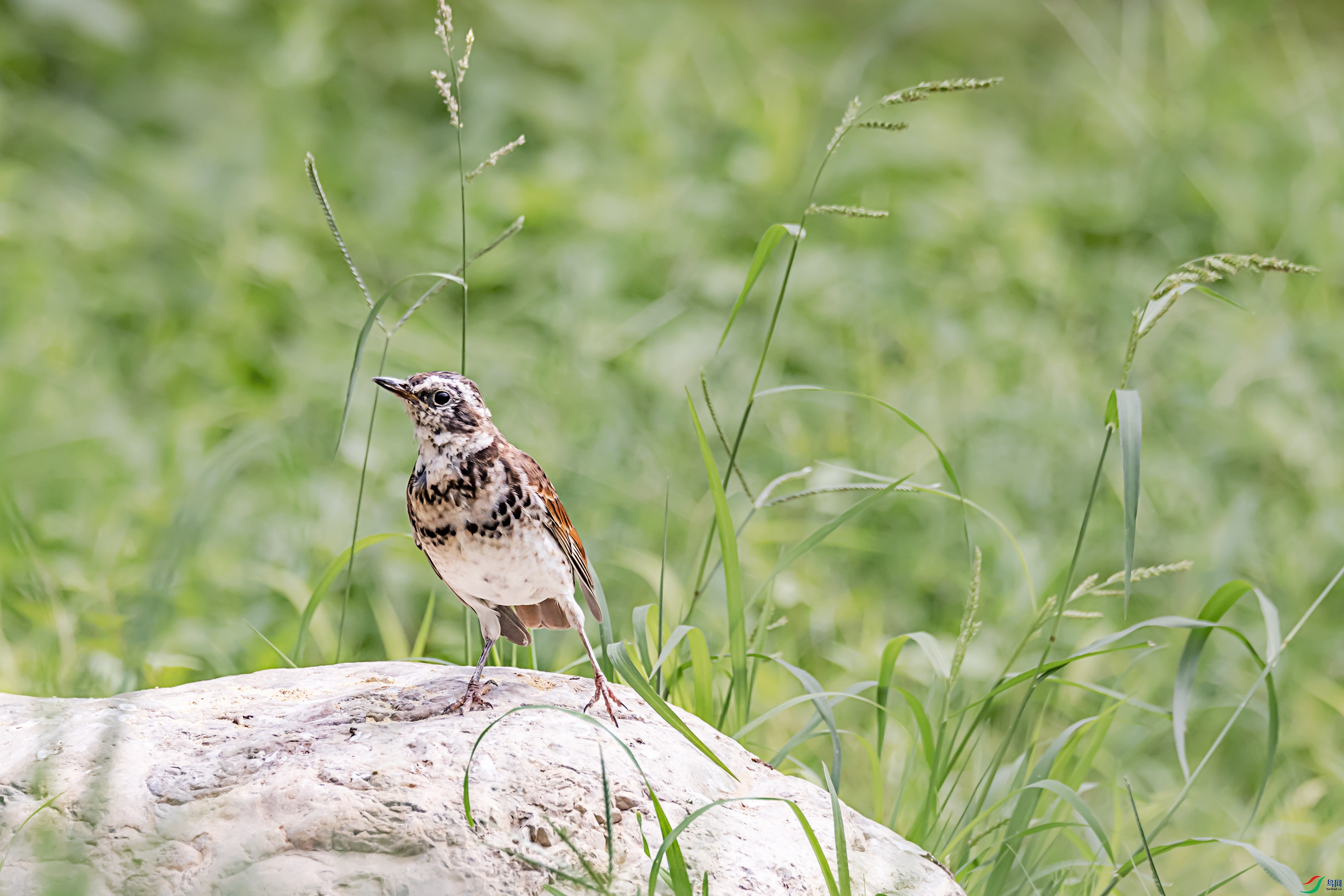 278A1029.jpg