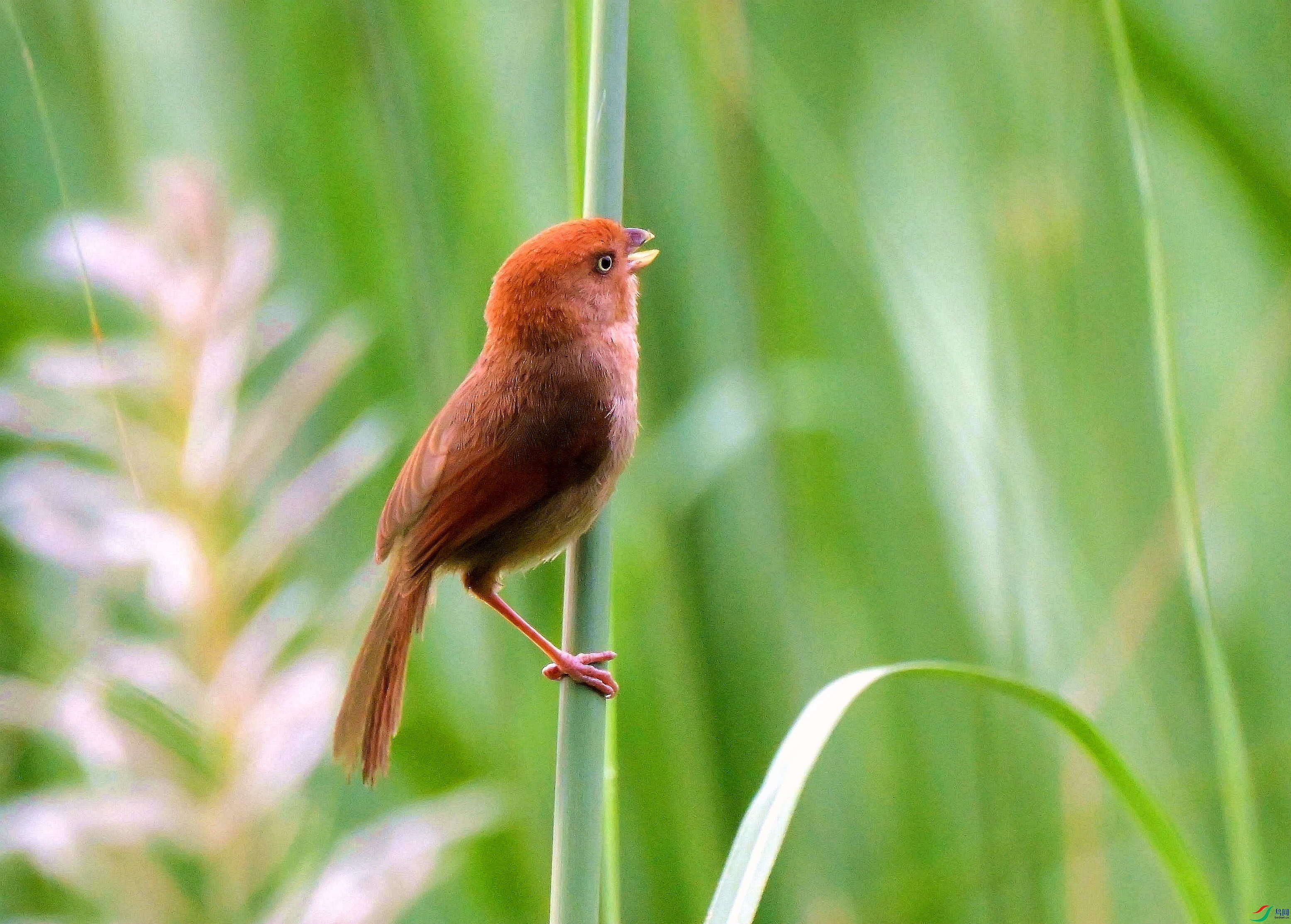 DSC_6448.jpg
