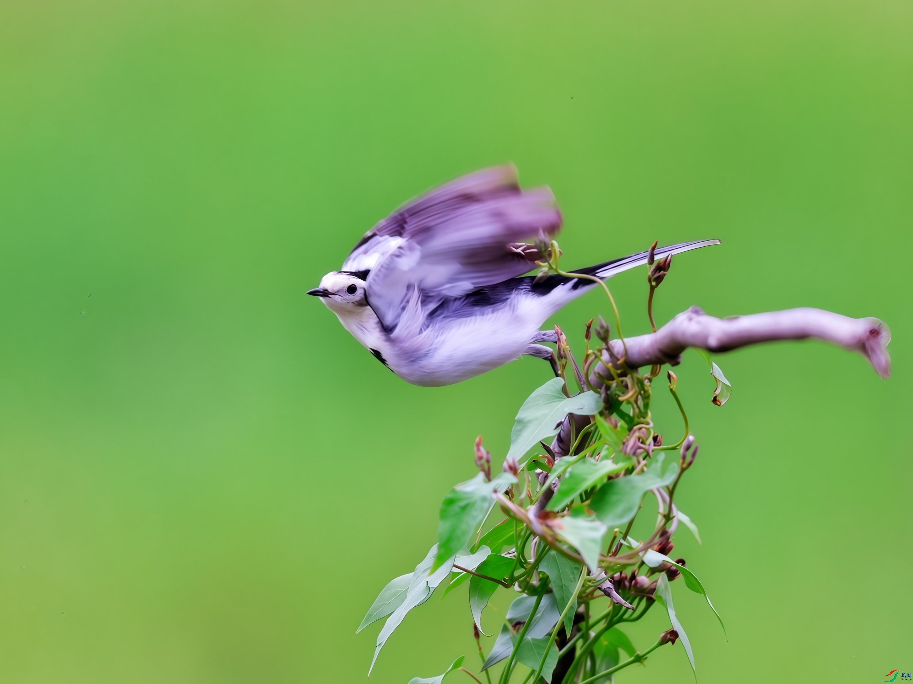 һֻ���n�_ͣ���ڶ�֦�ϣ�����֦�������⣬�������黯�����Ե����ⰻȻ��������������õ��㡭��