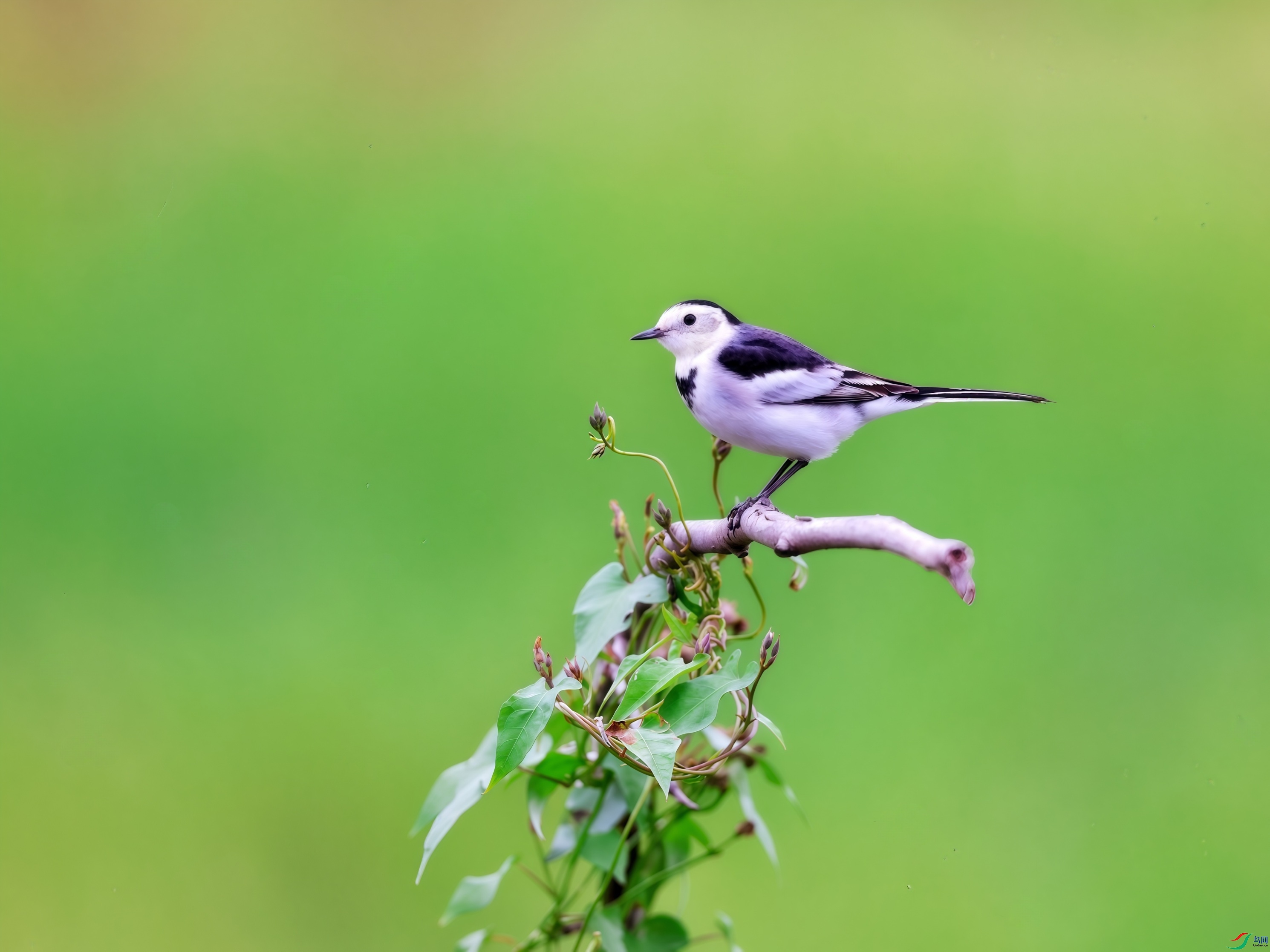 һֻ���n�_ͣ���ڶ�֦�ϣ�����֦�������⣬�������黯�����Ե����ⰻȻ��������������õ��㡭��