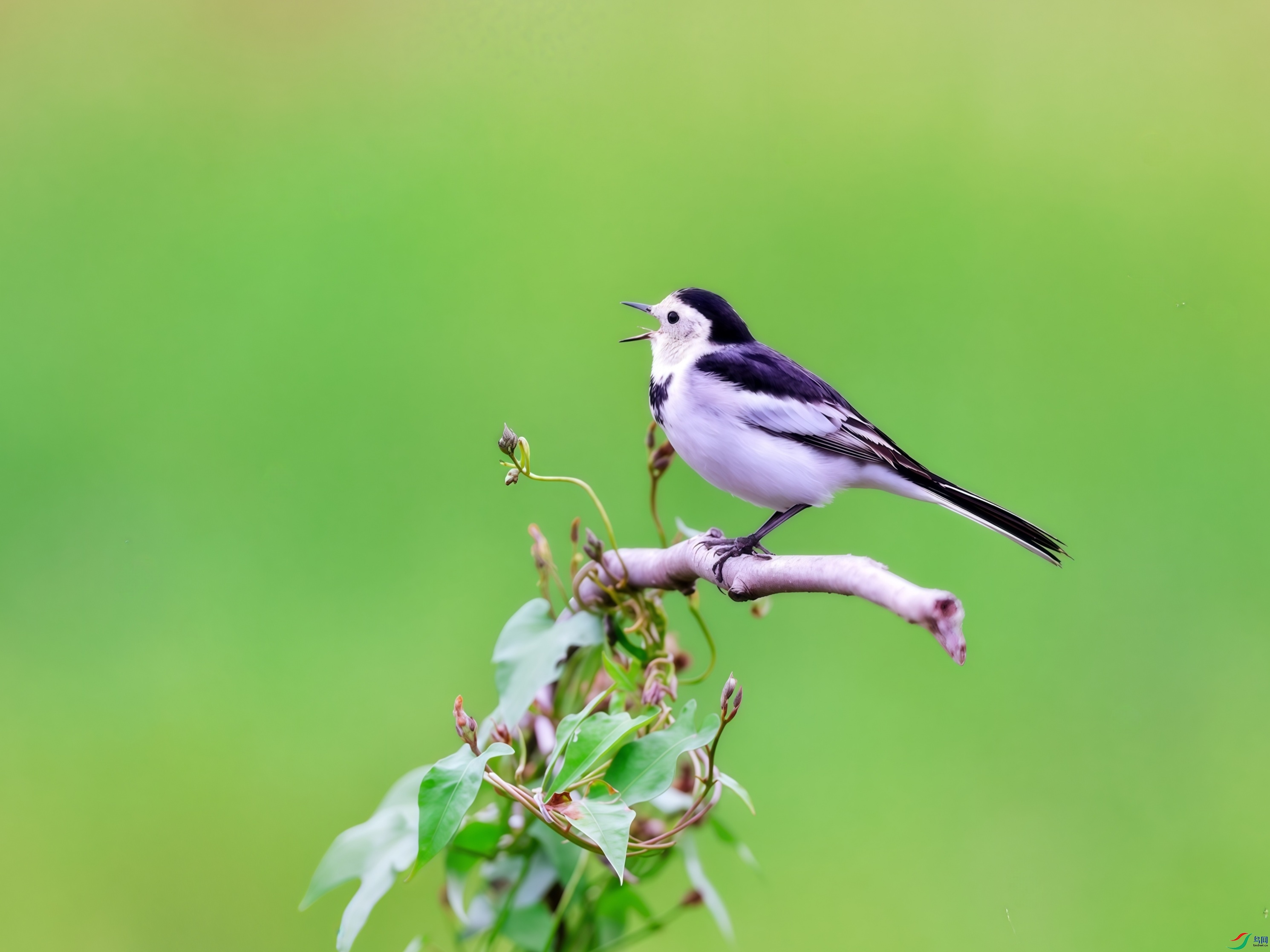 һֻ���n�_ͣ���ڶ�֦�ϣ�����֦�������⣬�������黯�����Ե����ⰻȻ��������������õ��㡭��