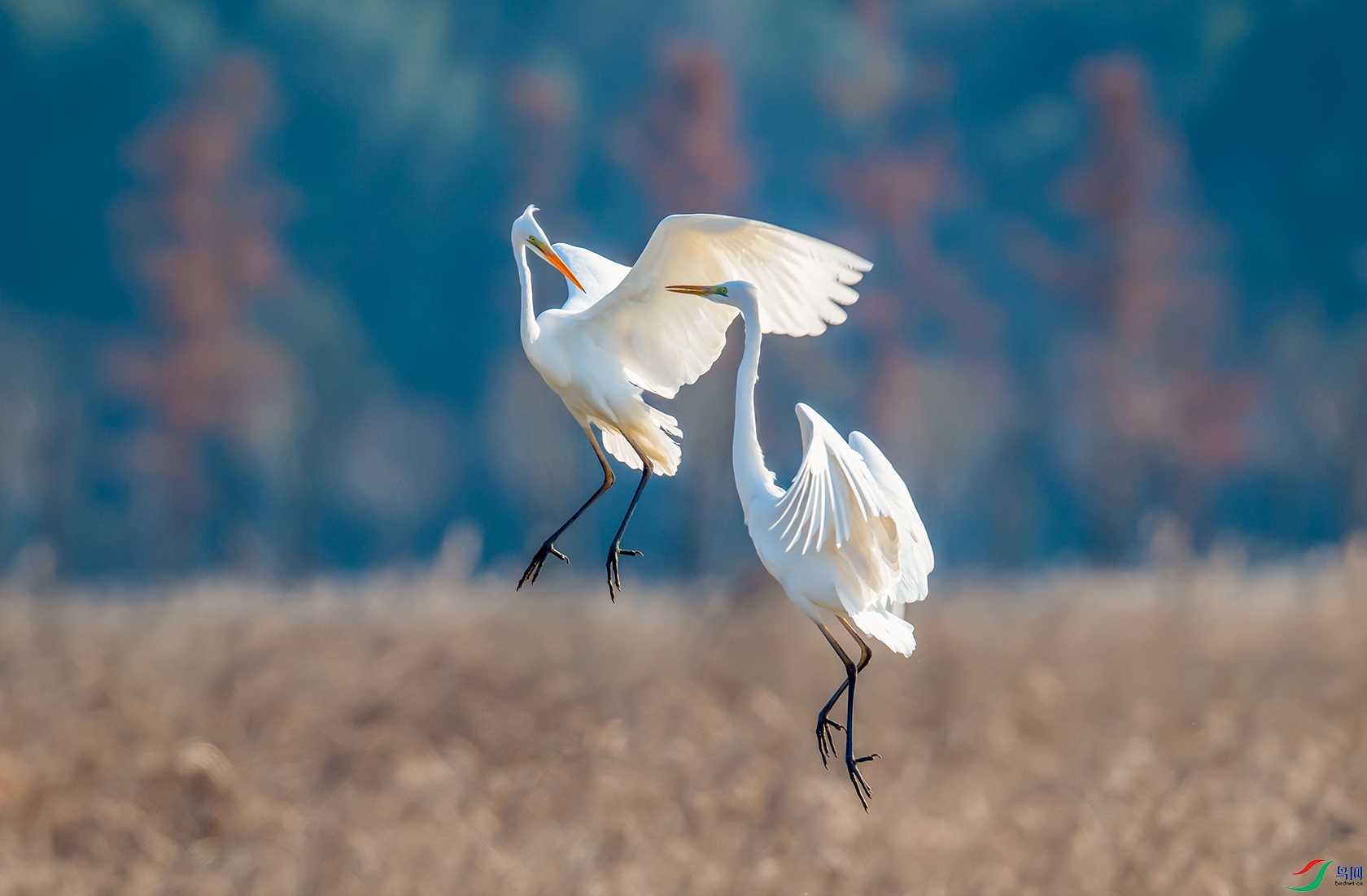 DSC_����� - ����.jpg