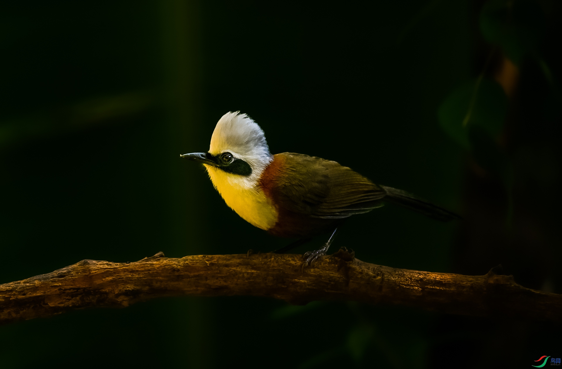 �׹�����