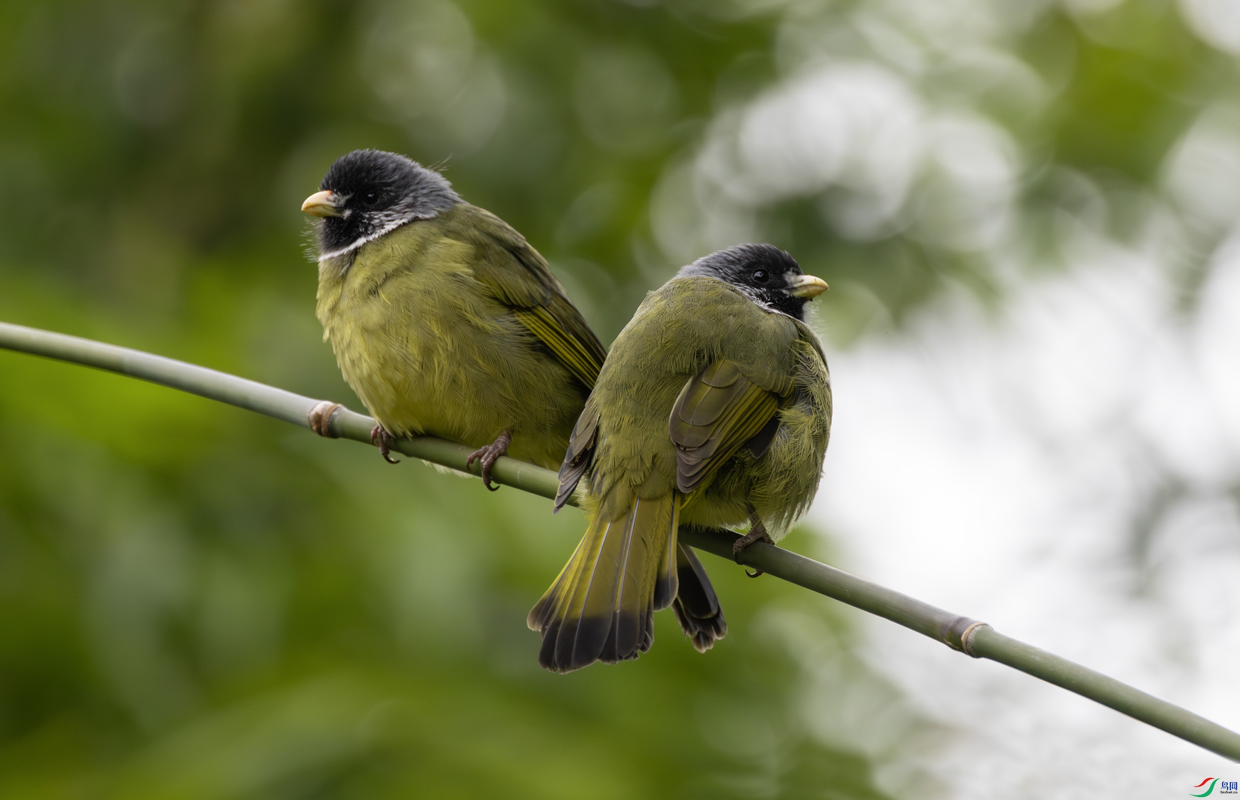 G47A8507-����ǿ-NR ����.jpg