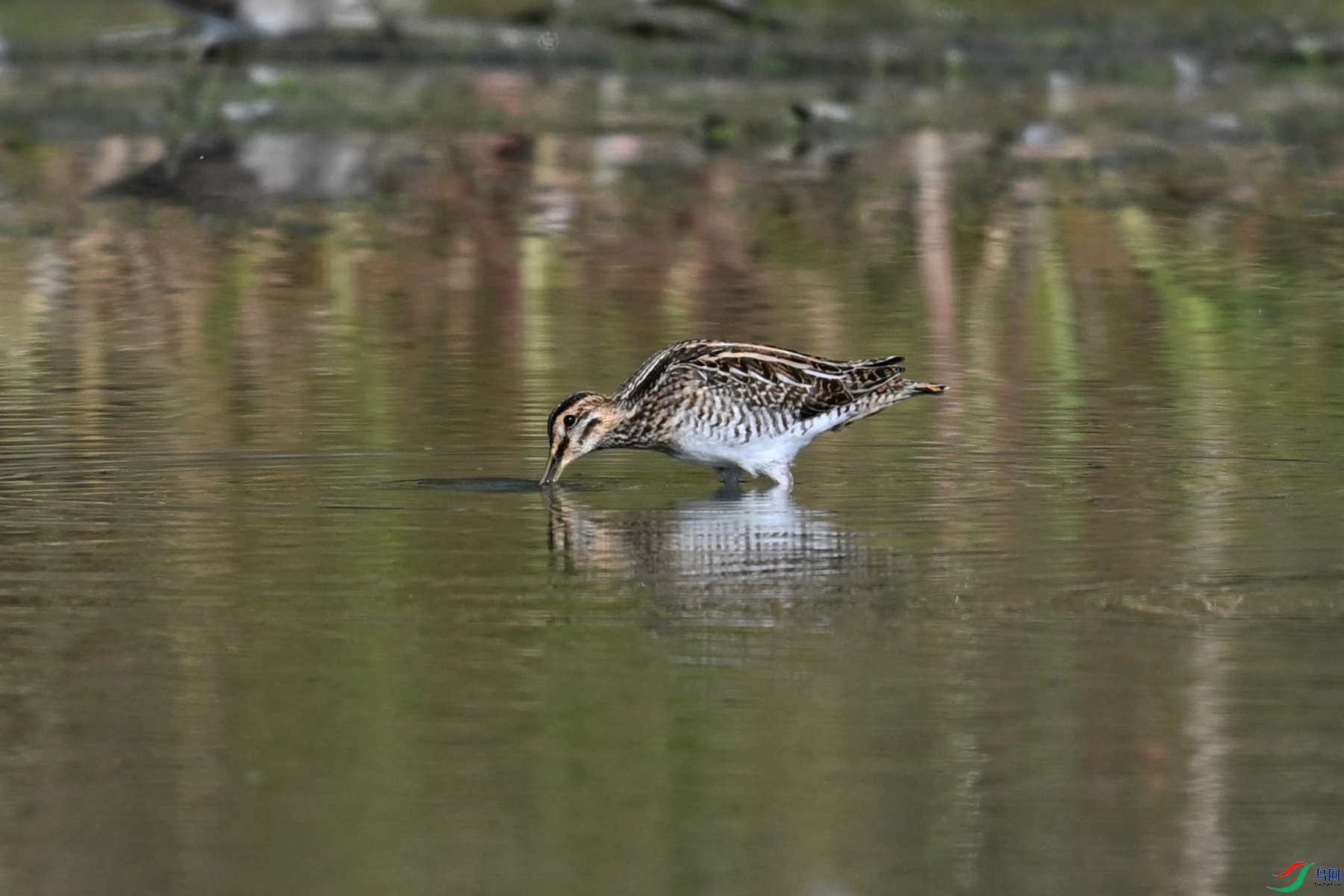 DSC_5092.JPG