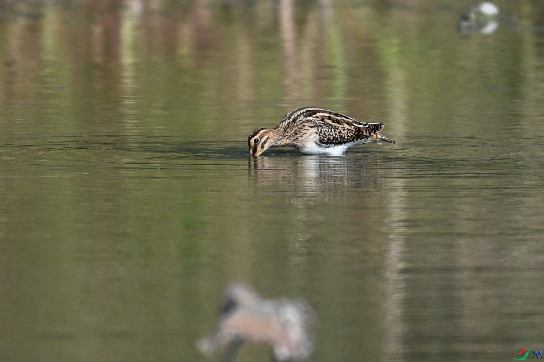 DSC_5106.JPG