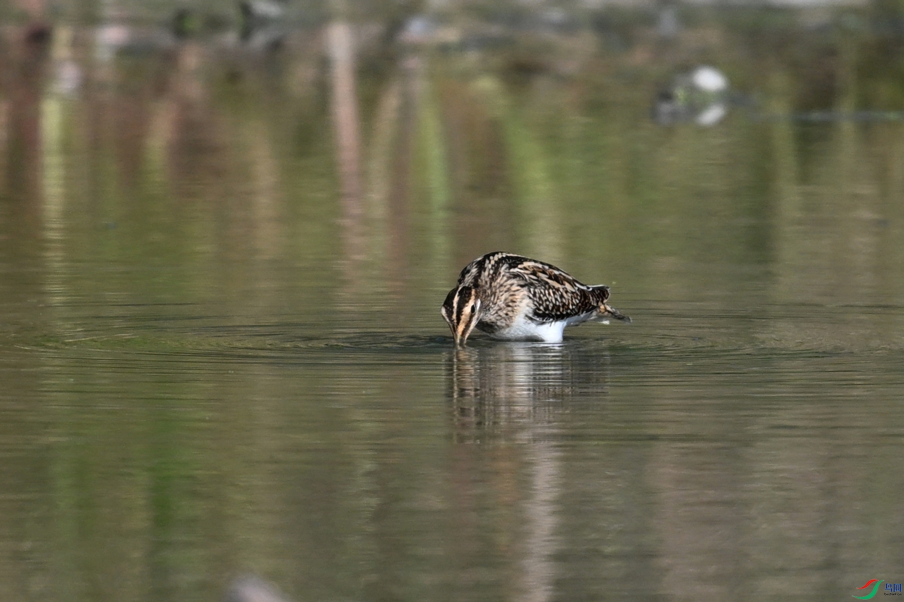 DSC_5100.JPG