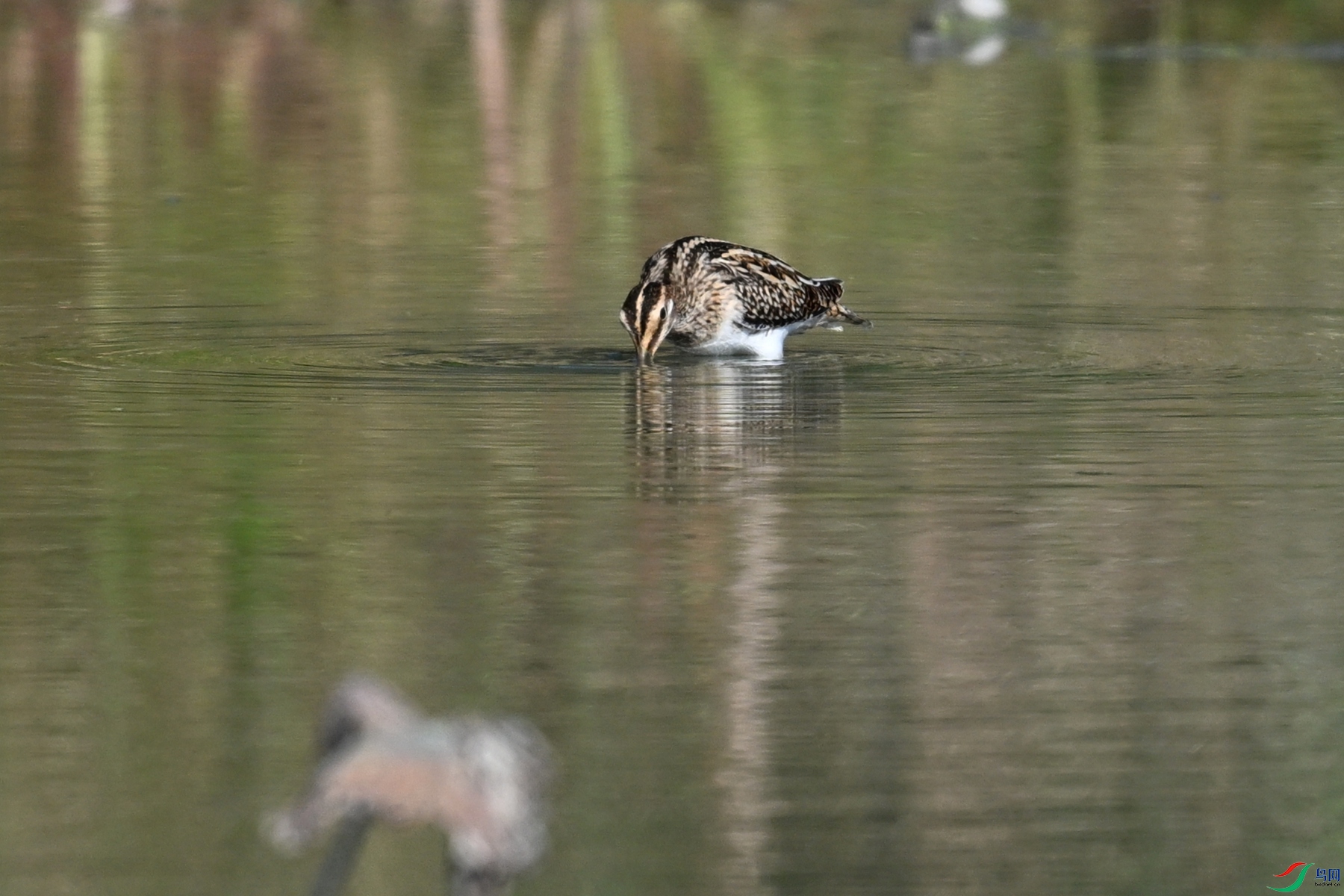 DSC_5101.JPG
