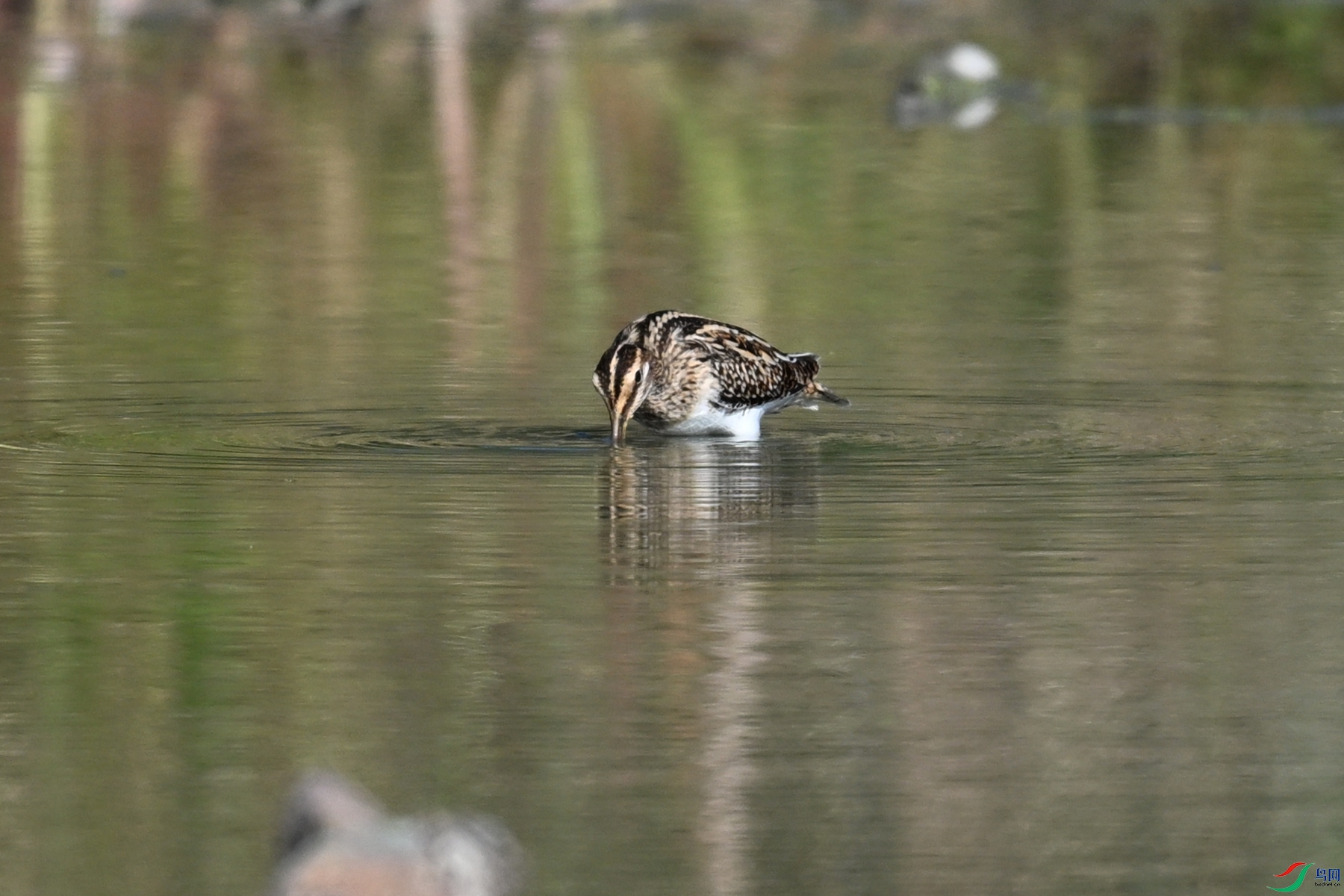 DSC_5102.JPG