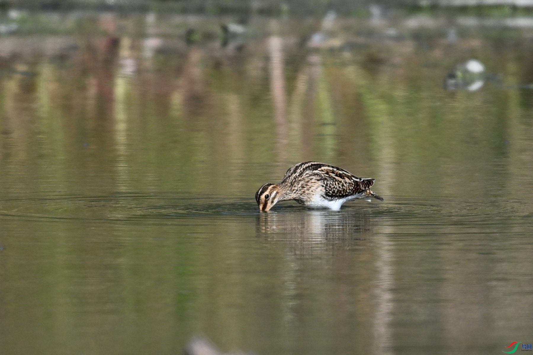 DSC_5103.JPG