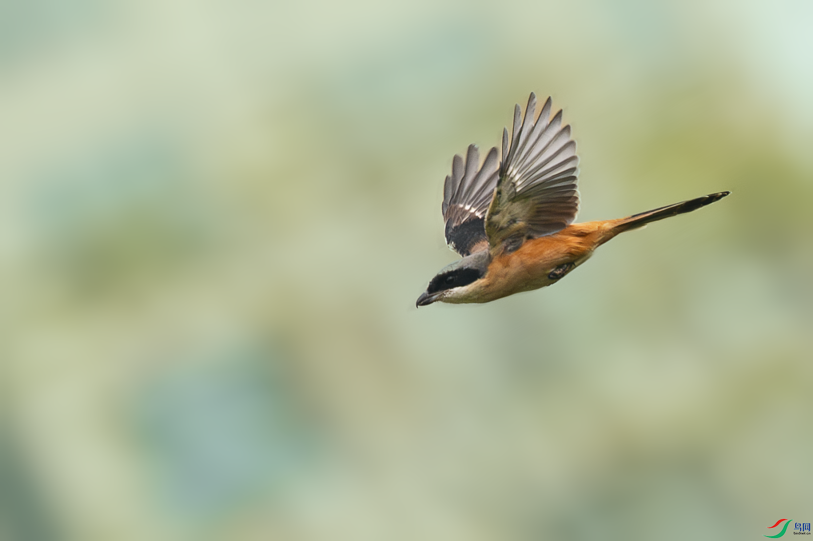 _DSC9945-����ǿ-NR.PNG