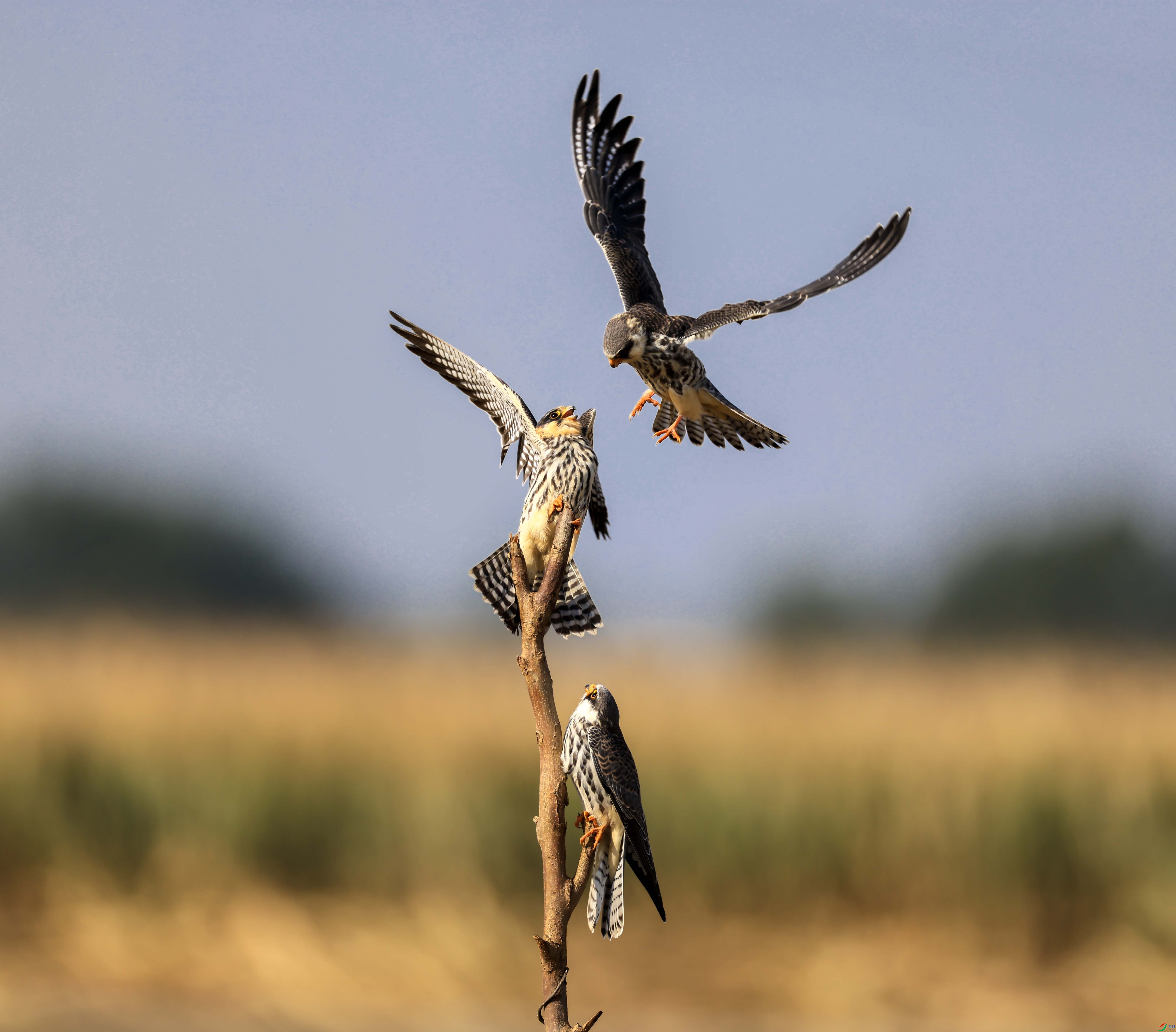 1-xt4L2A9336 ����.jpg