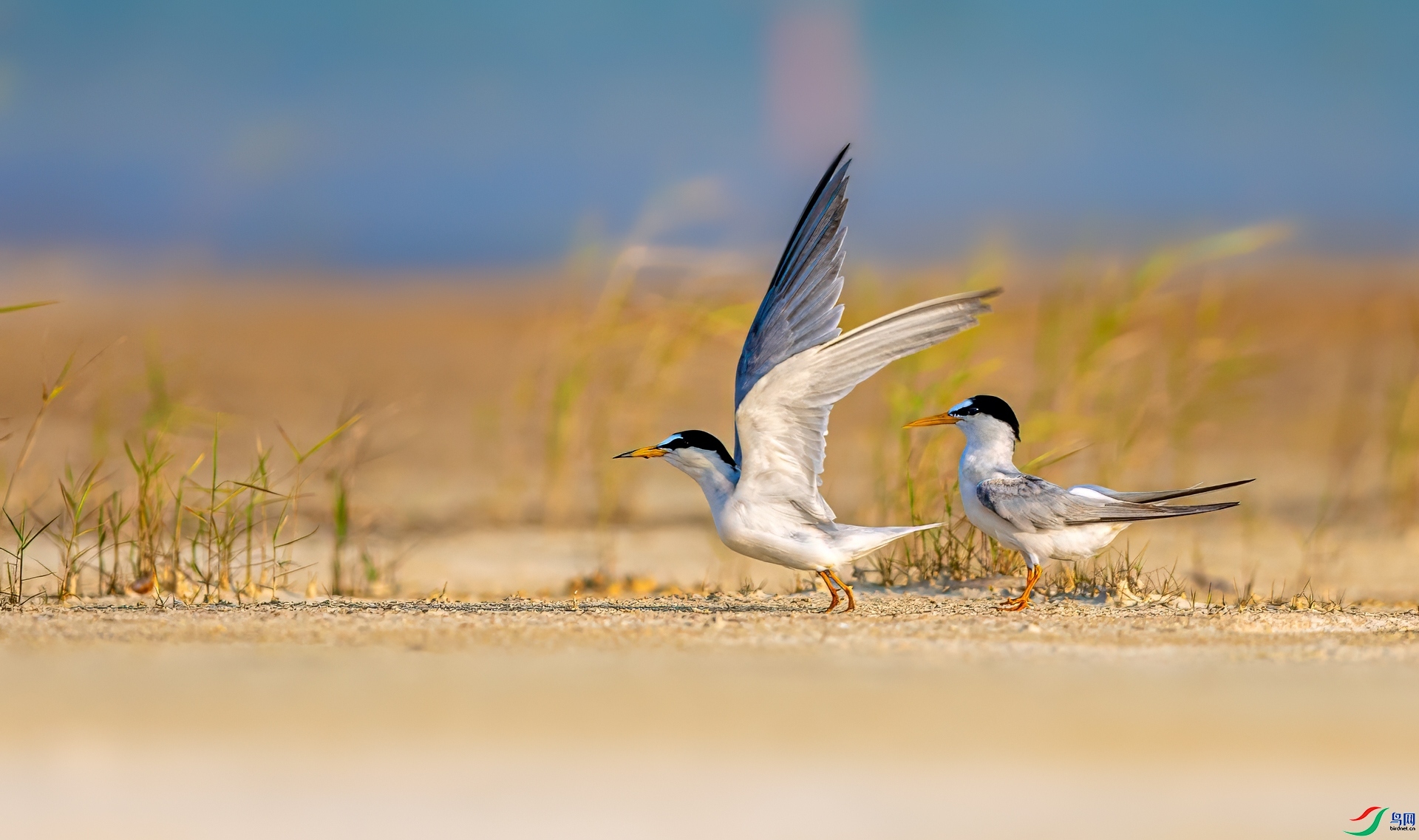 11.9������ʦ��Ʒ   �׶���Ÿ  ��ף���ٻ����������.jpg