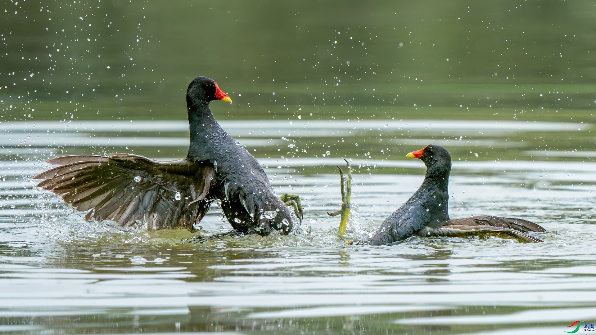 11.11����������ʦ��Ʒ   ��ս ��ף���ٻ����������.jpg