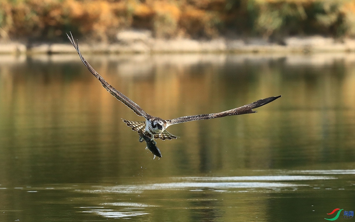 11.12�����ʦ��Ʒ   �ջ����  ��ף���ٻ��Ա������.jpg