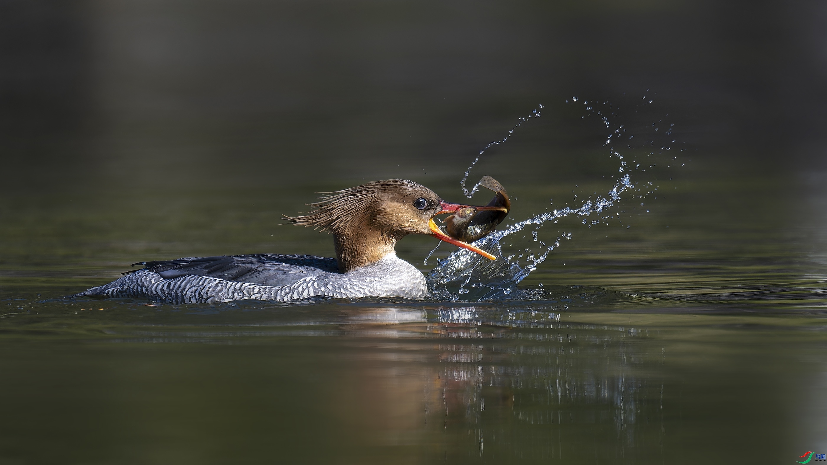 11.7������ʦ��Ʒ   ����  ��ף���ٻ���Ӱʦ������.jpg