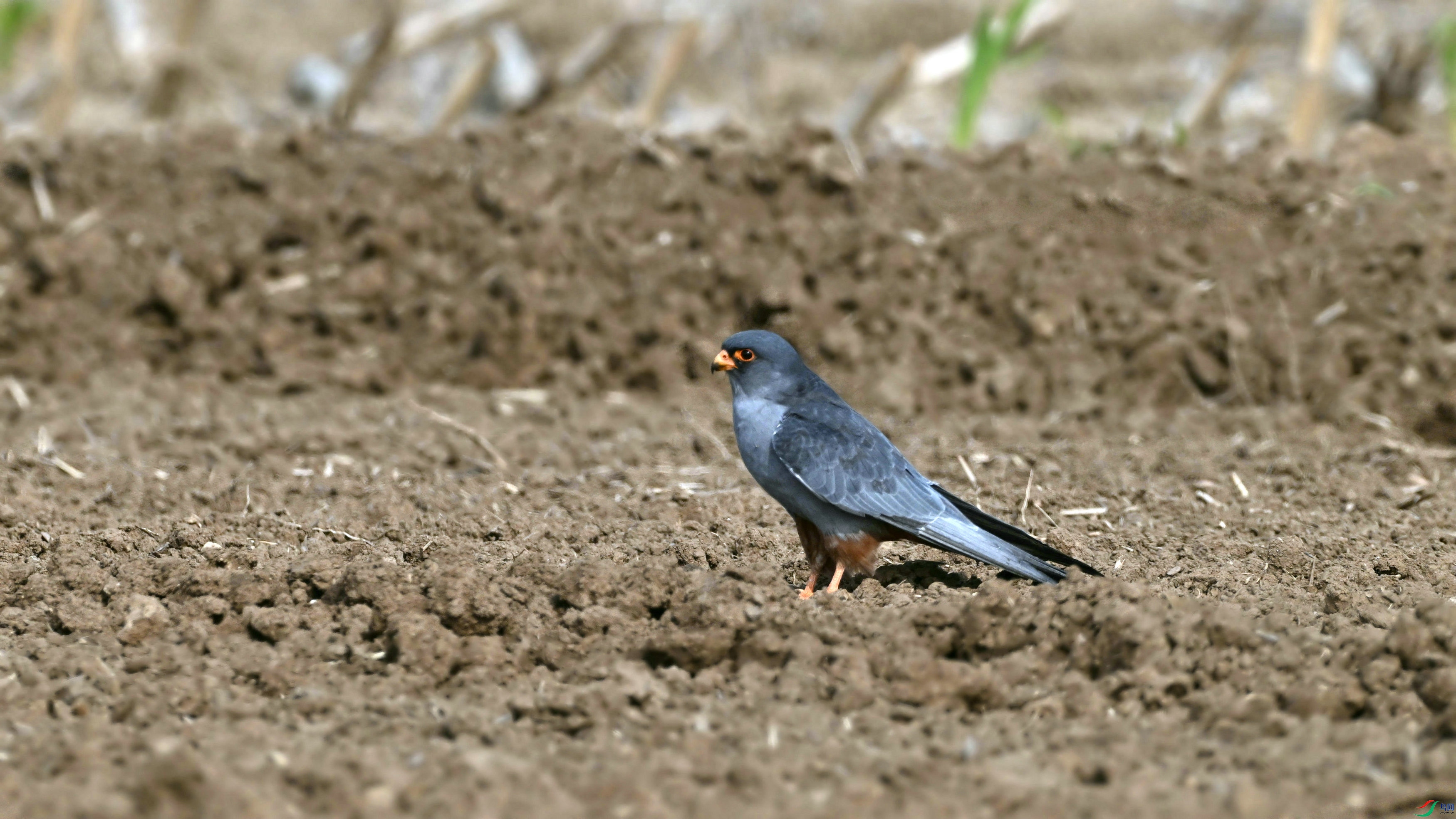 DSC_5629.JPG