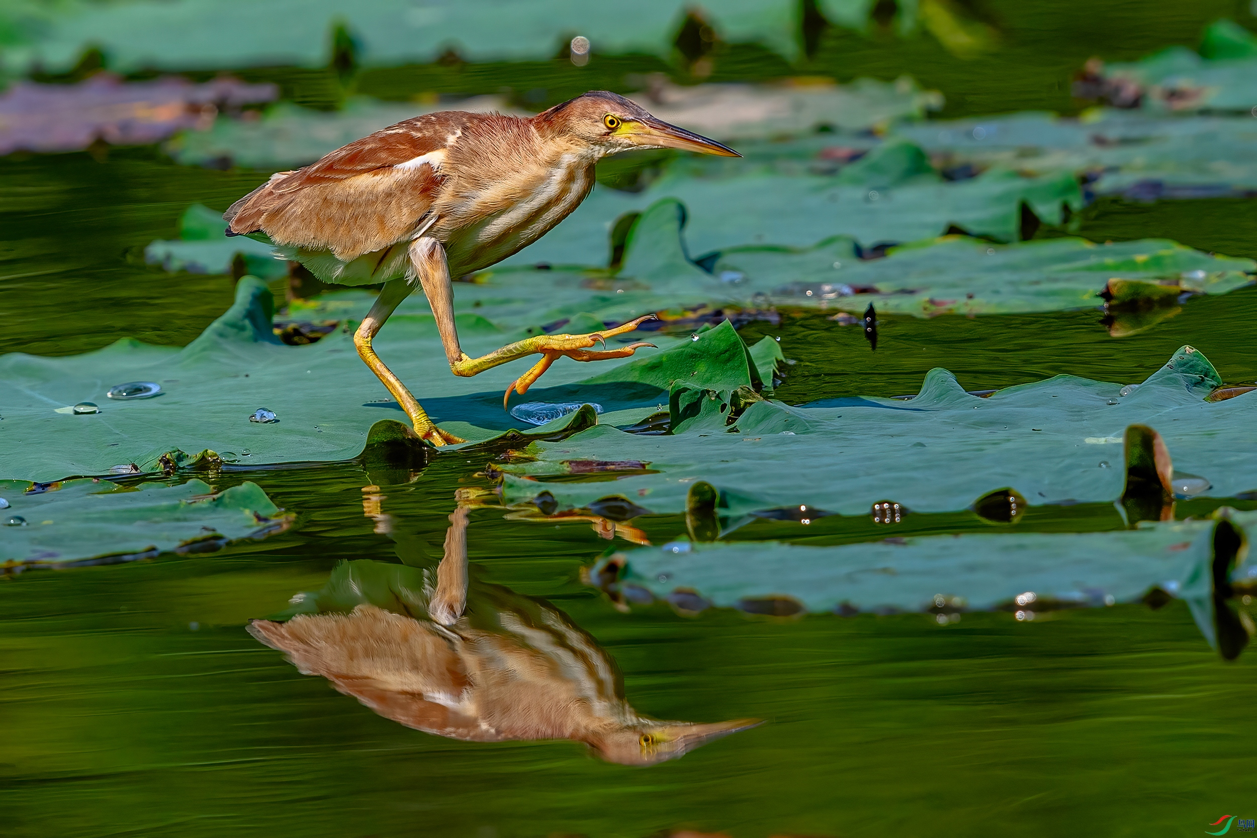DSC_1289AB.jpg