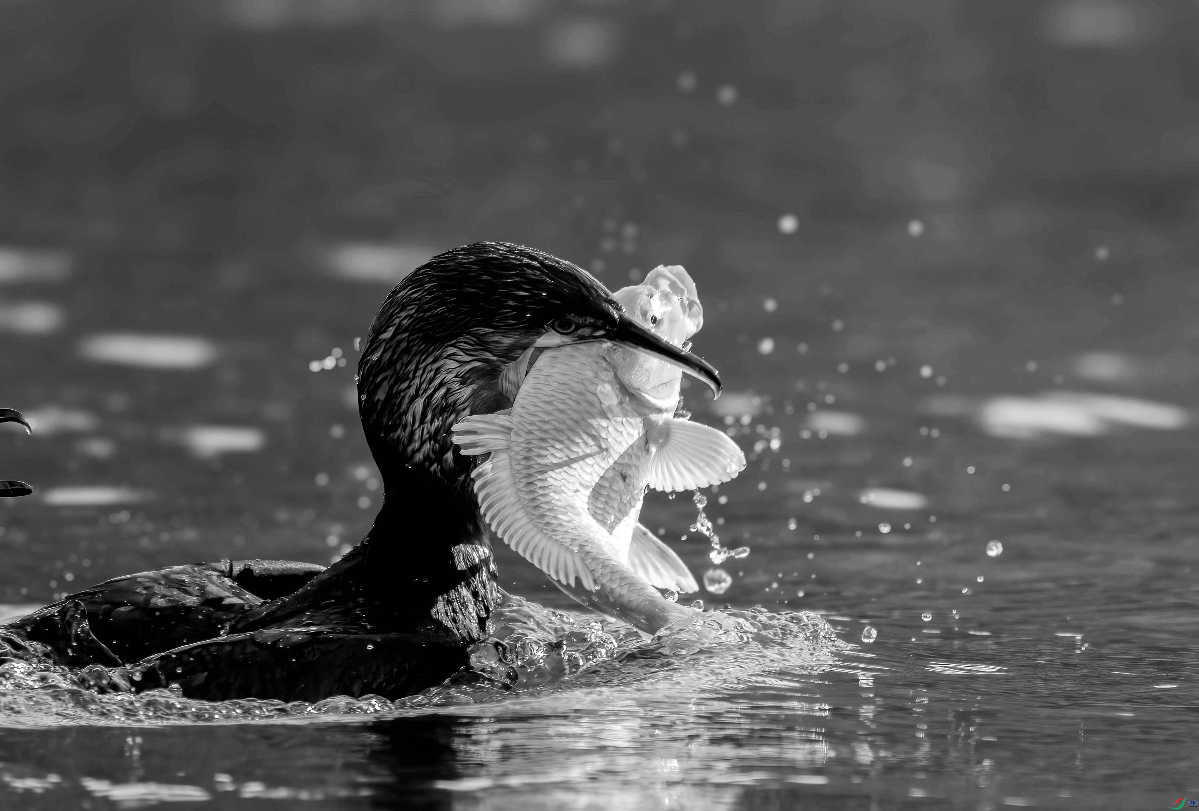 1DS_9854 ����_����.jpg