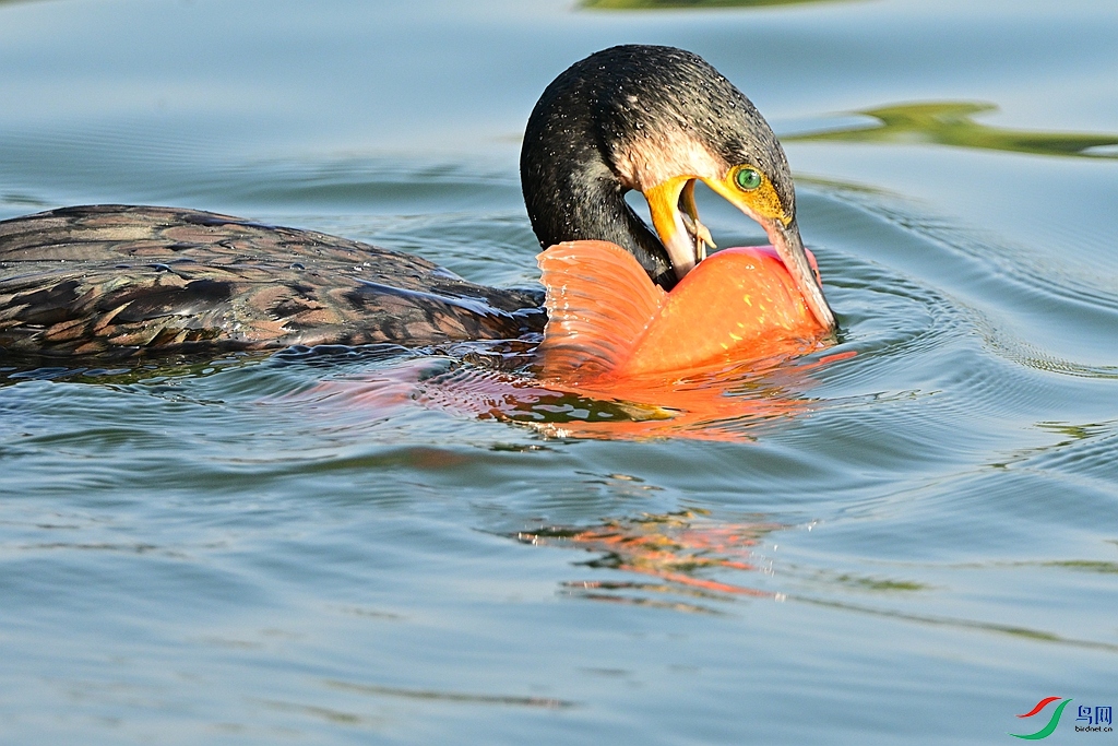DSC_3295.JPG