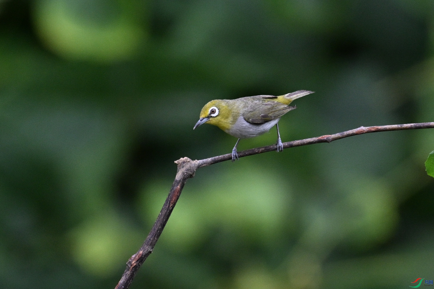 DSC_7953.JPG