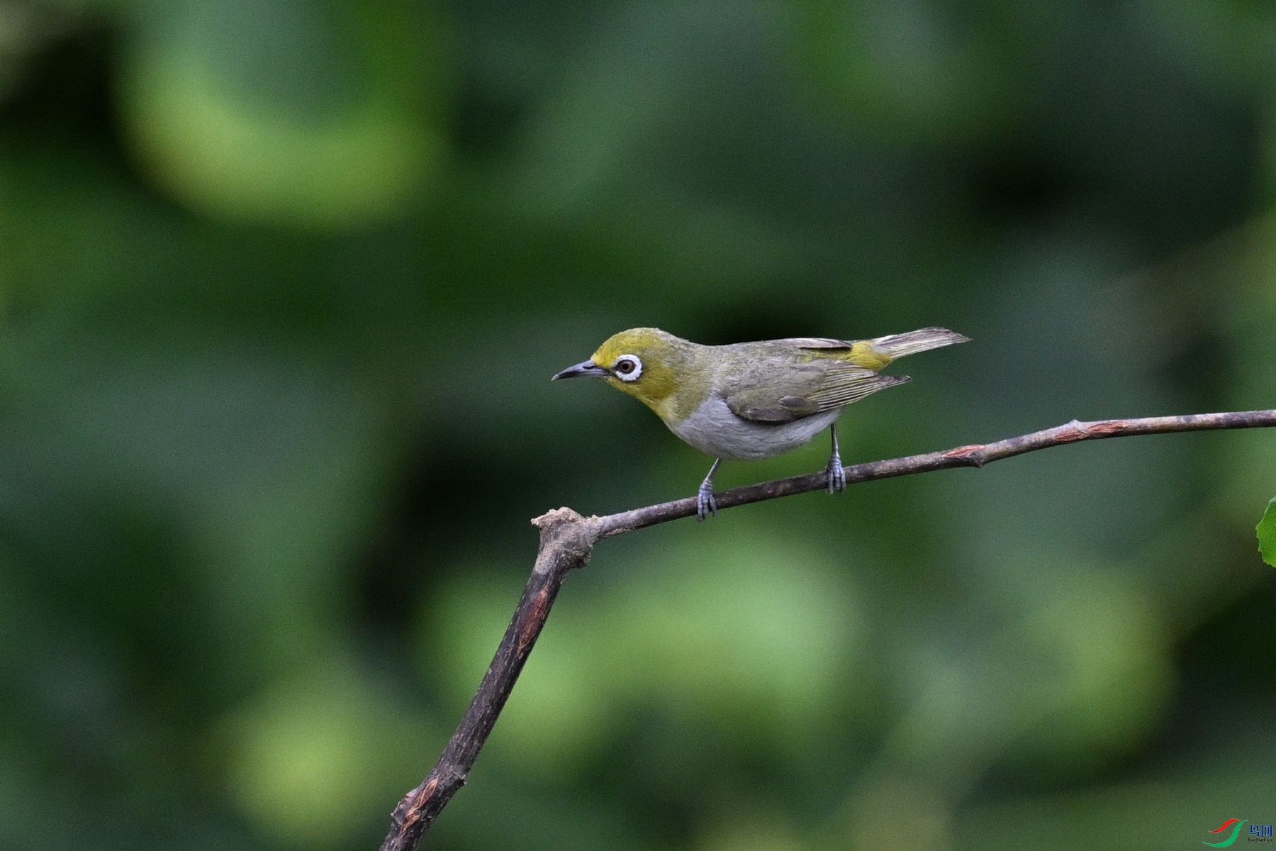 DSC_7932.JPG