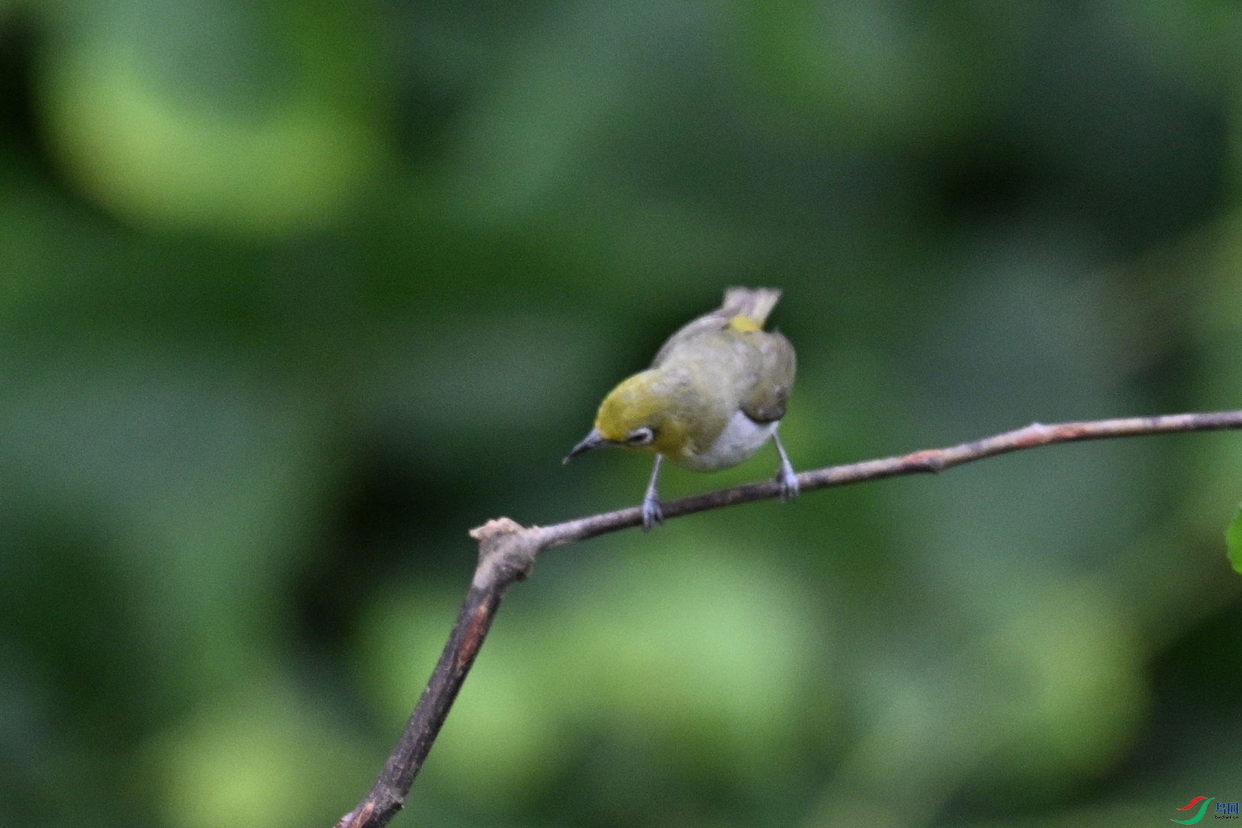 DSC_7967.JPG