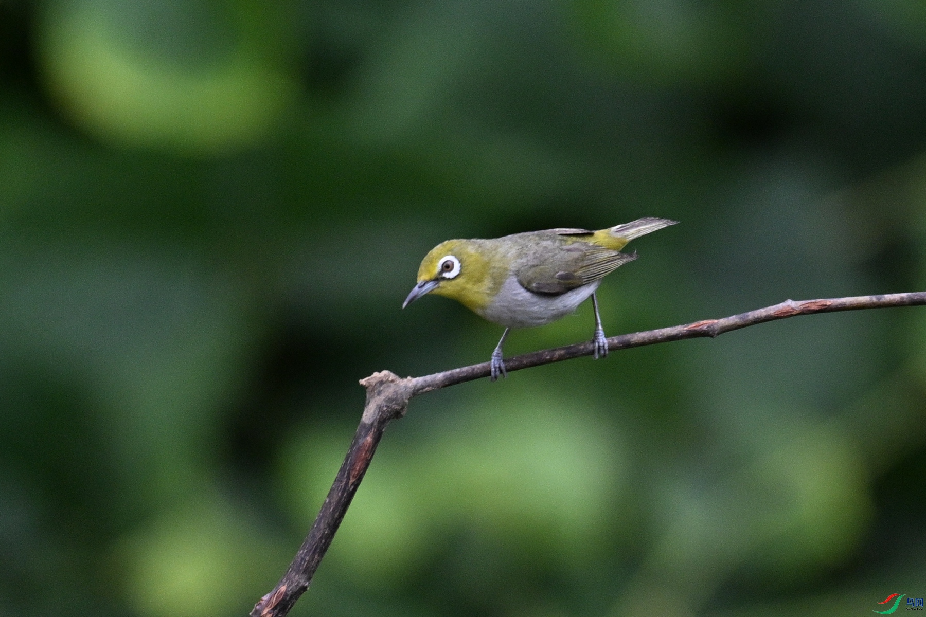 DSC_7959.JPG