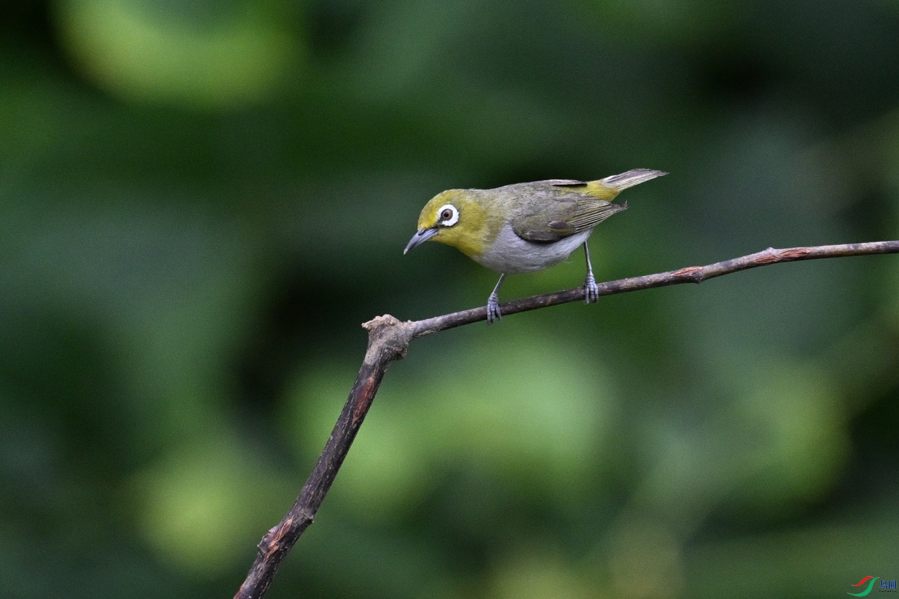 DSC_7952.JPG