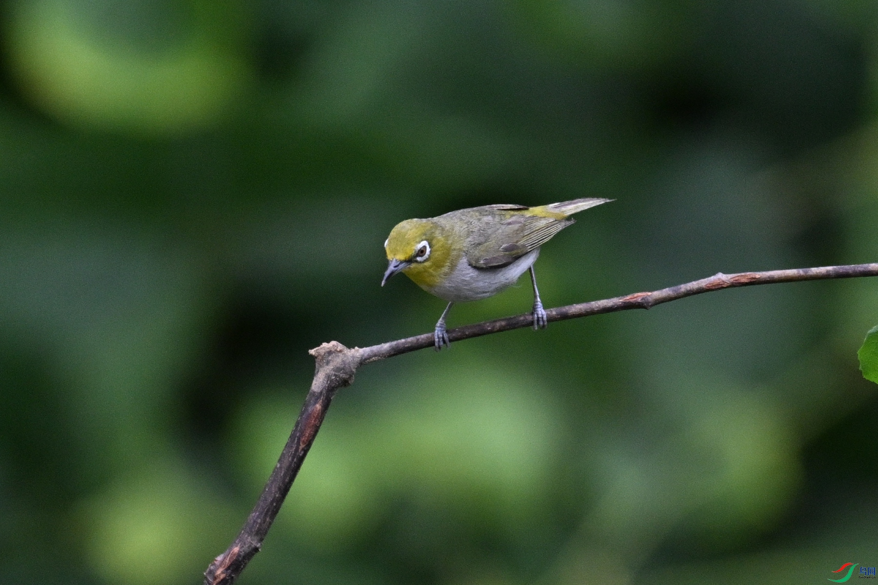 DSC_7964.JPG