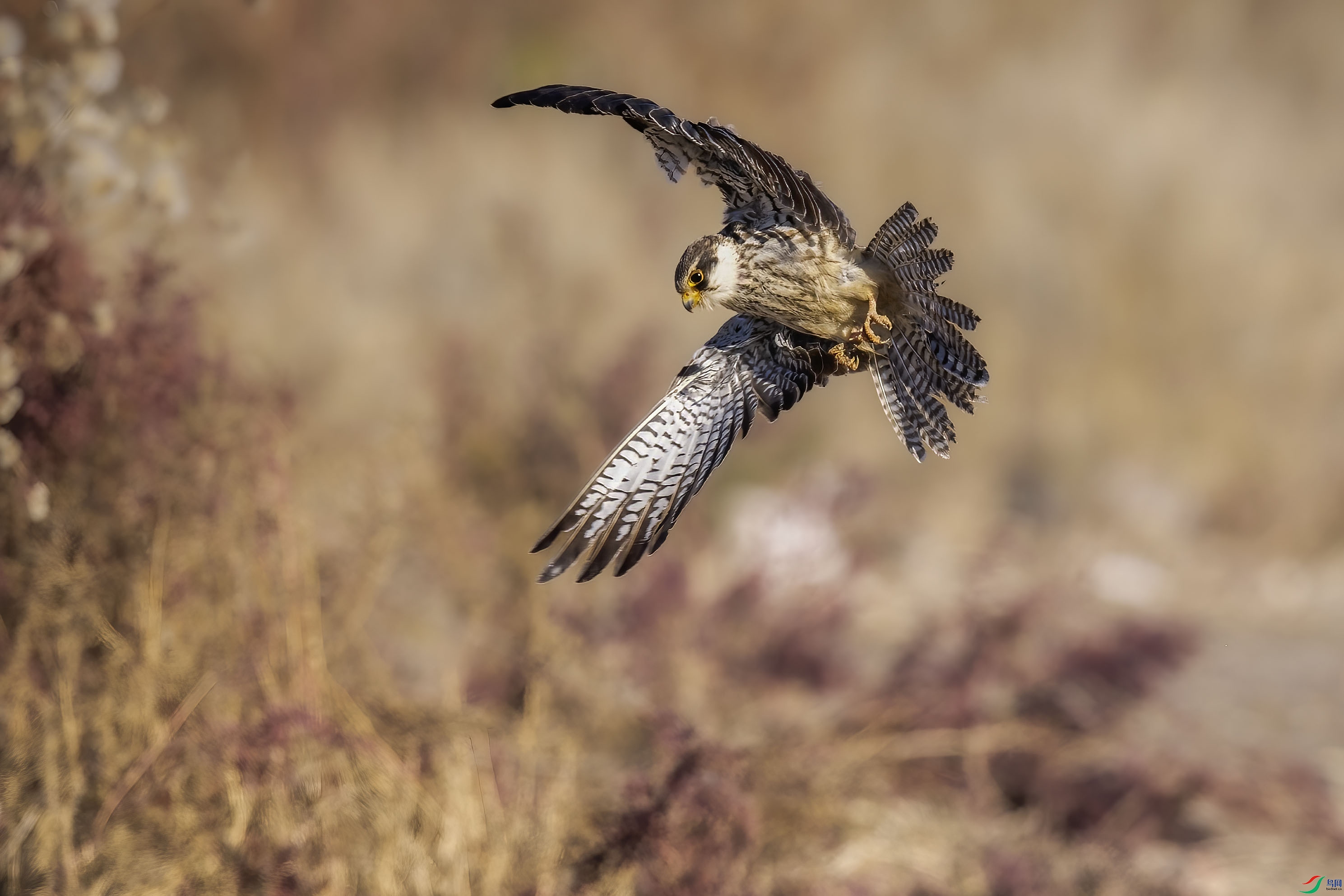 DSC_6349 ����-C.jpg