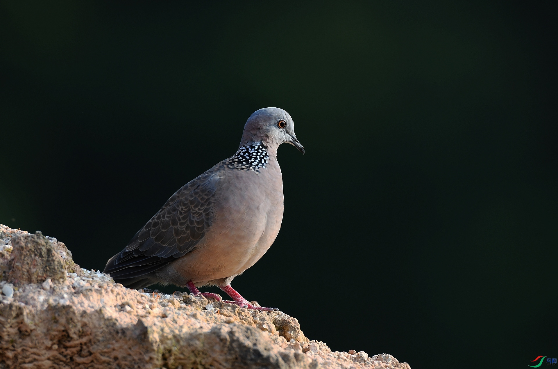 DSC_0603.jpg