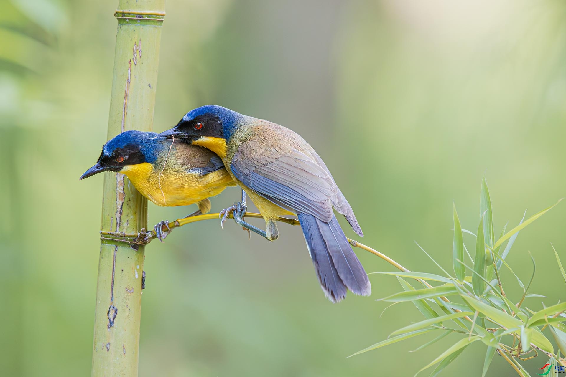 AF3I2109-����ǿ-NR ����.jpg