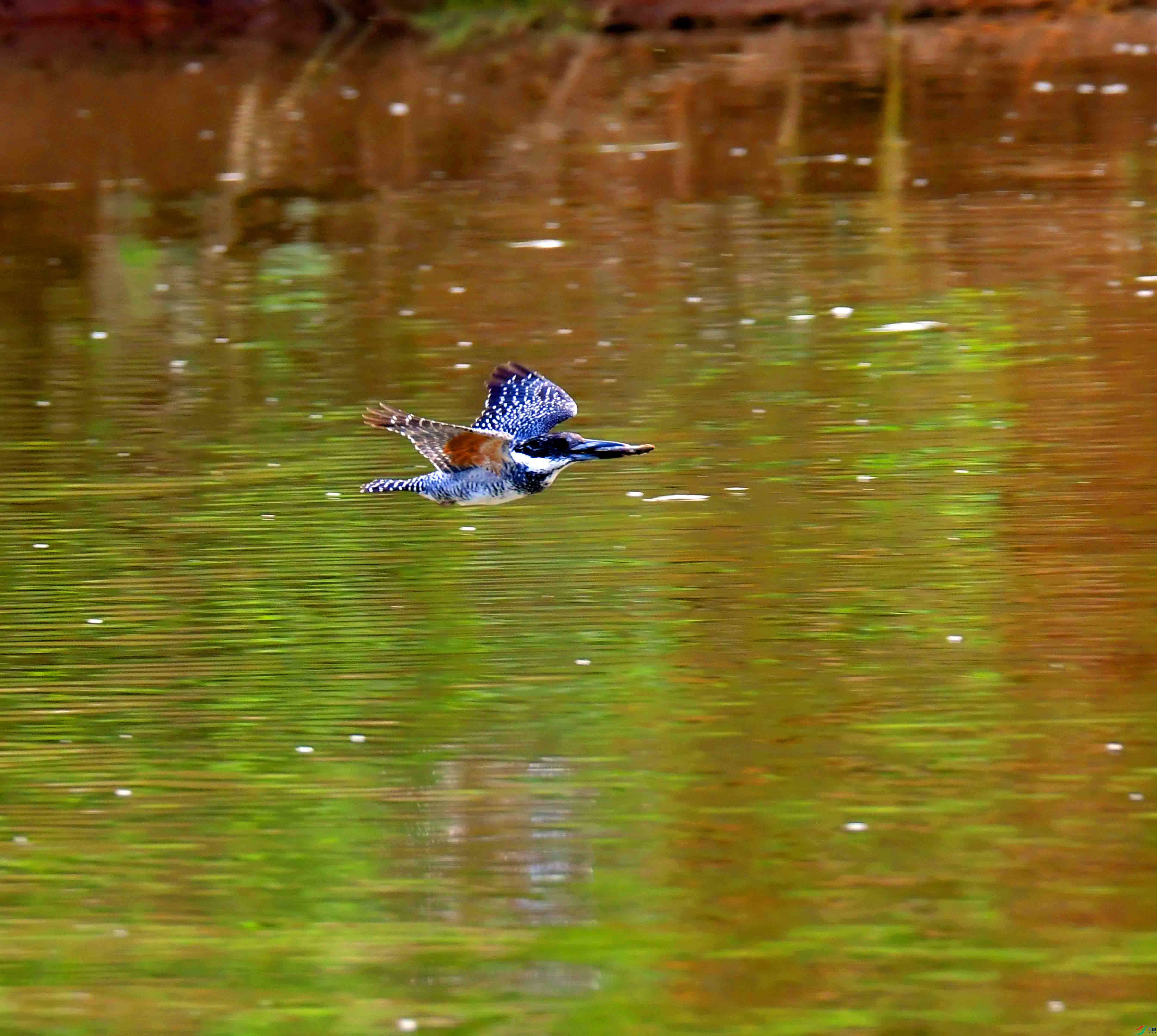 DSC_4967.JPG