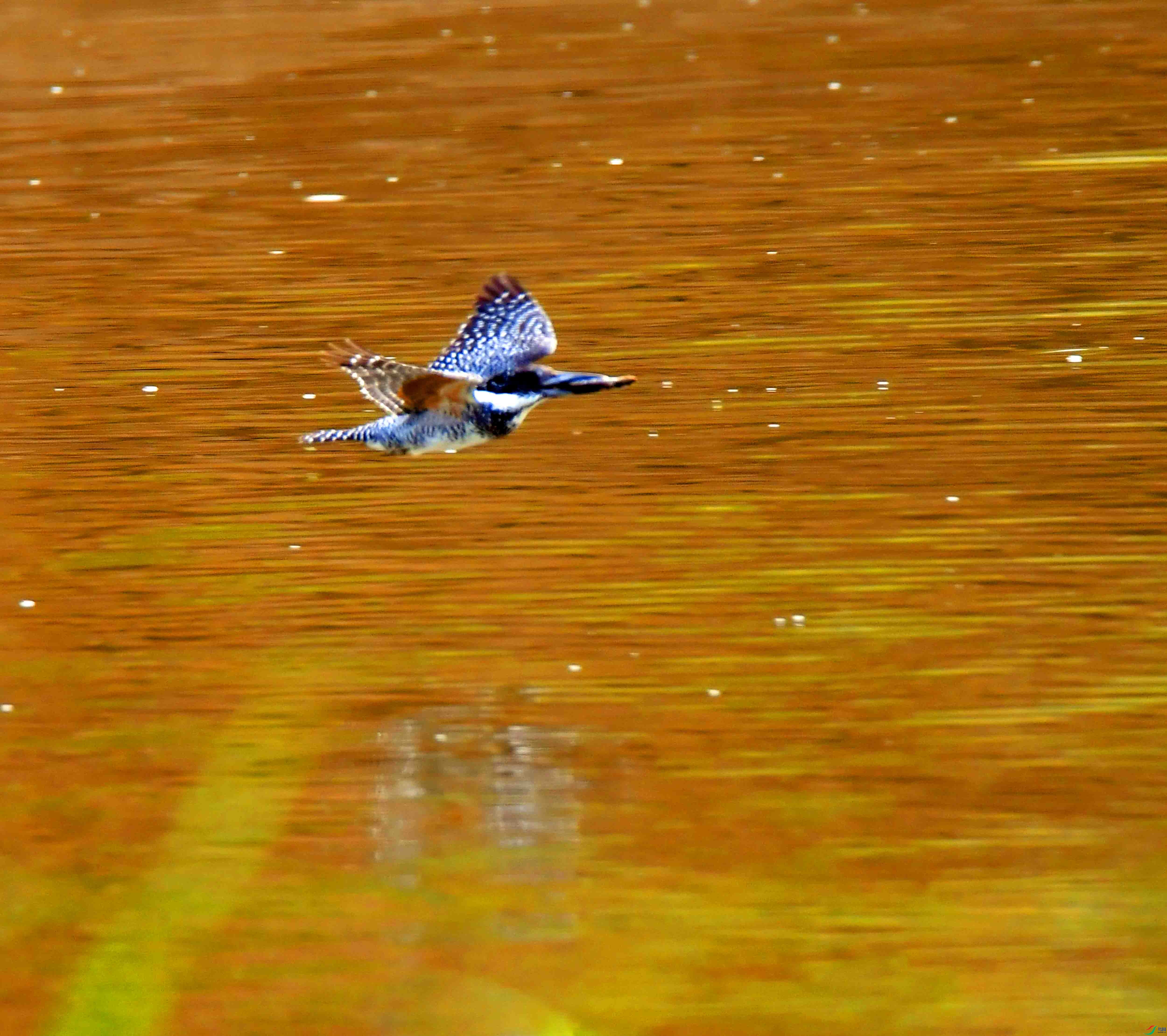 DSC_4969.JPG
