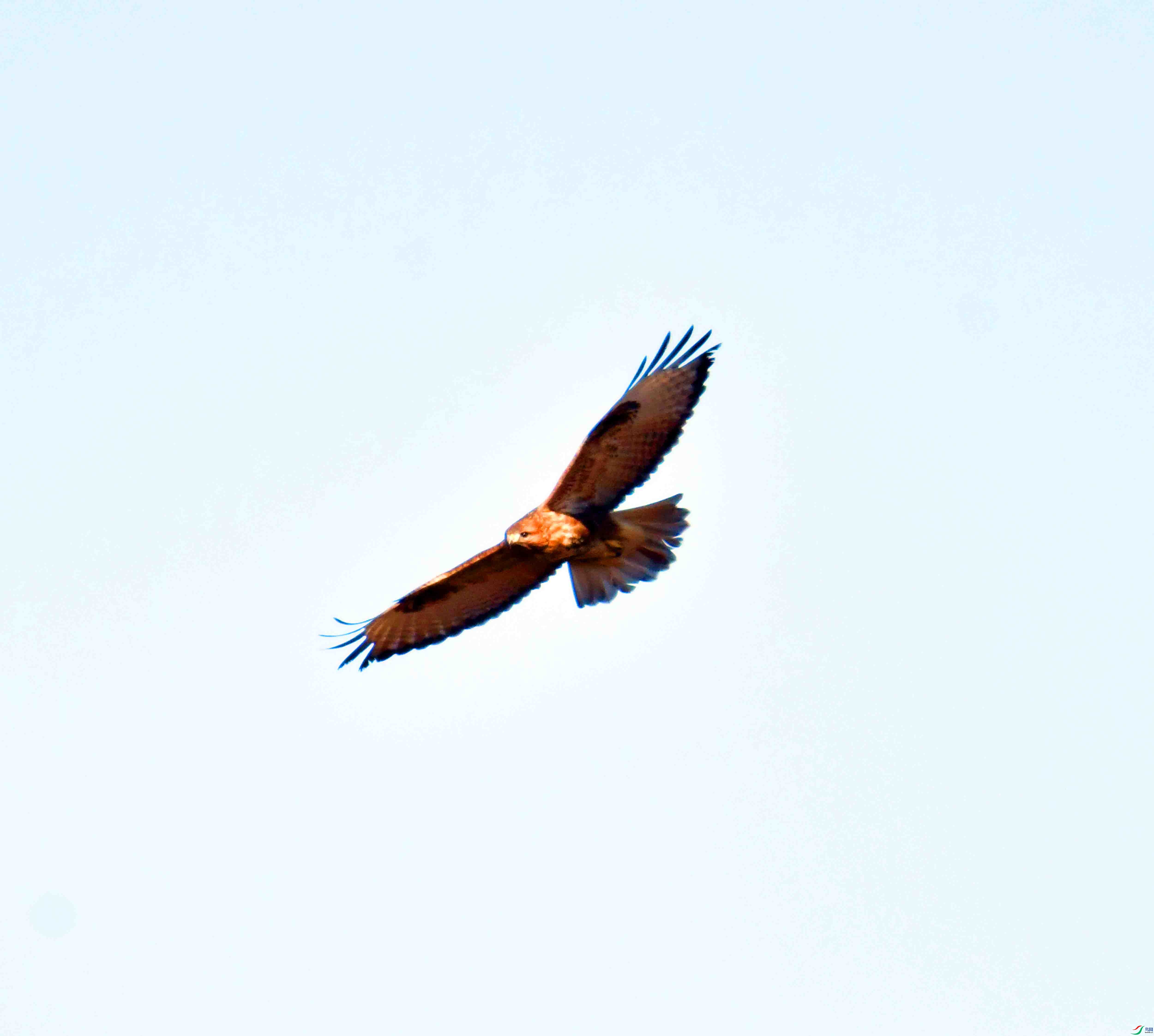 DSC_4452.JPG