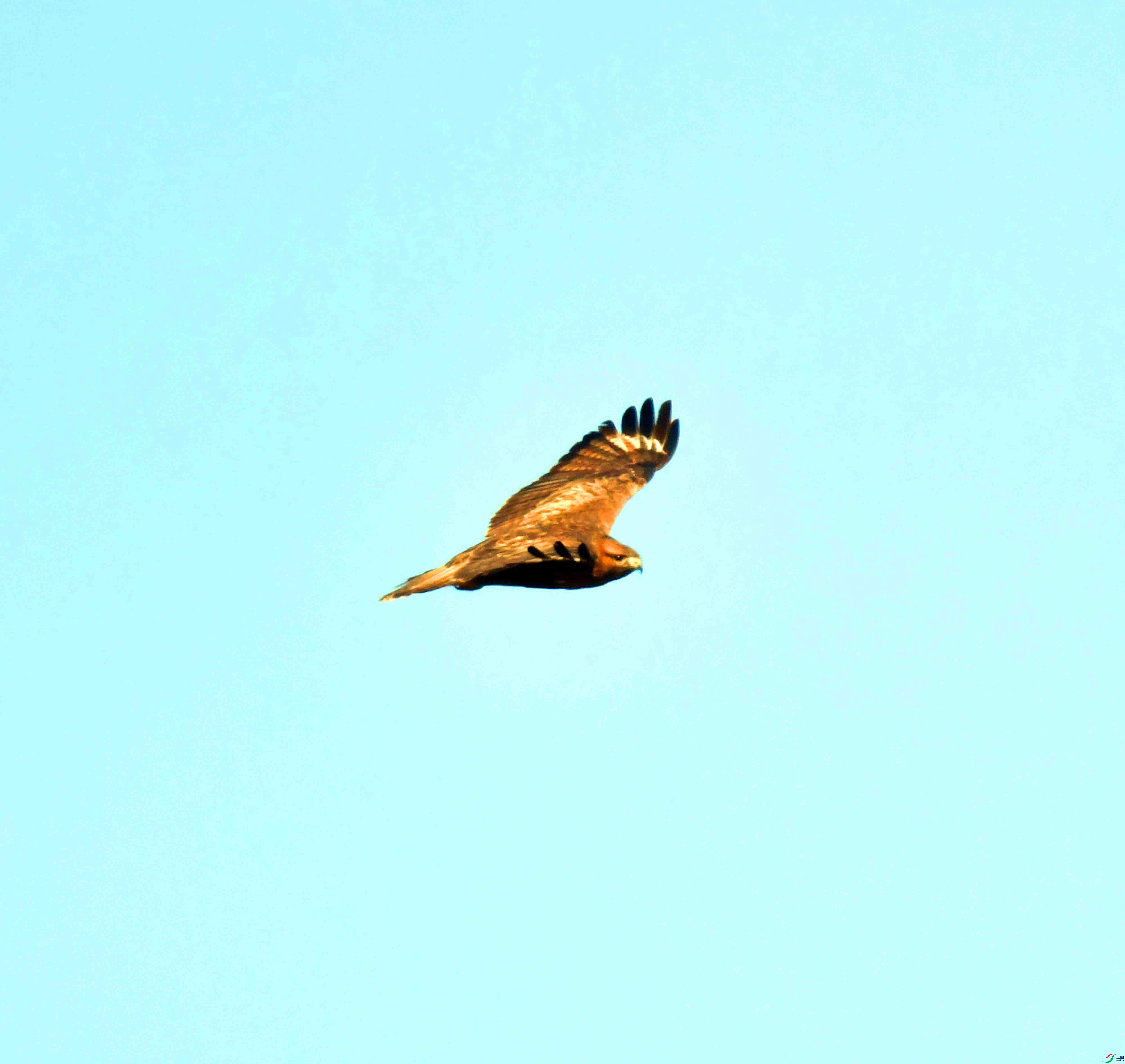 DSC_4473.JPG