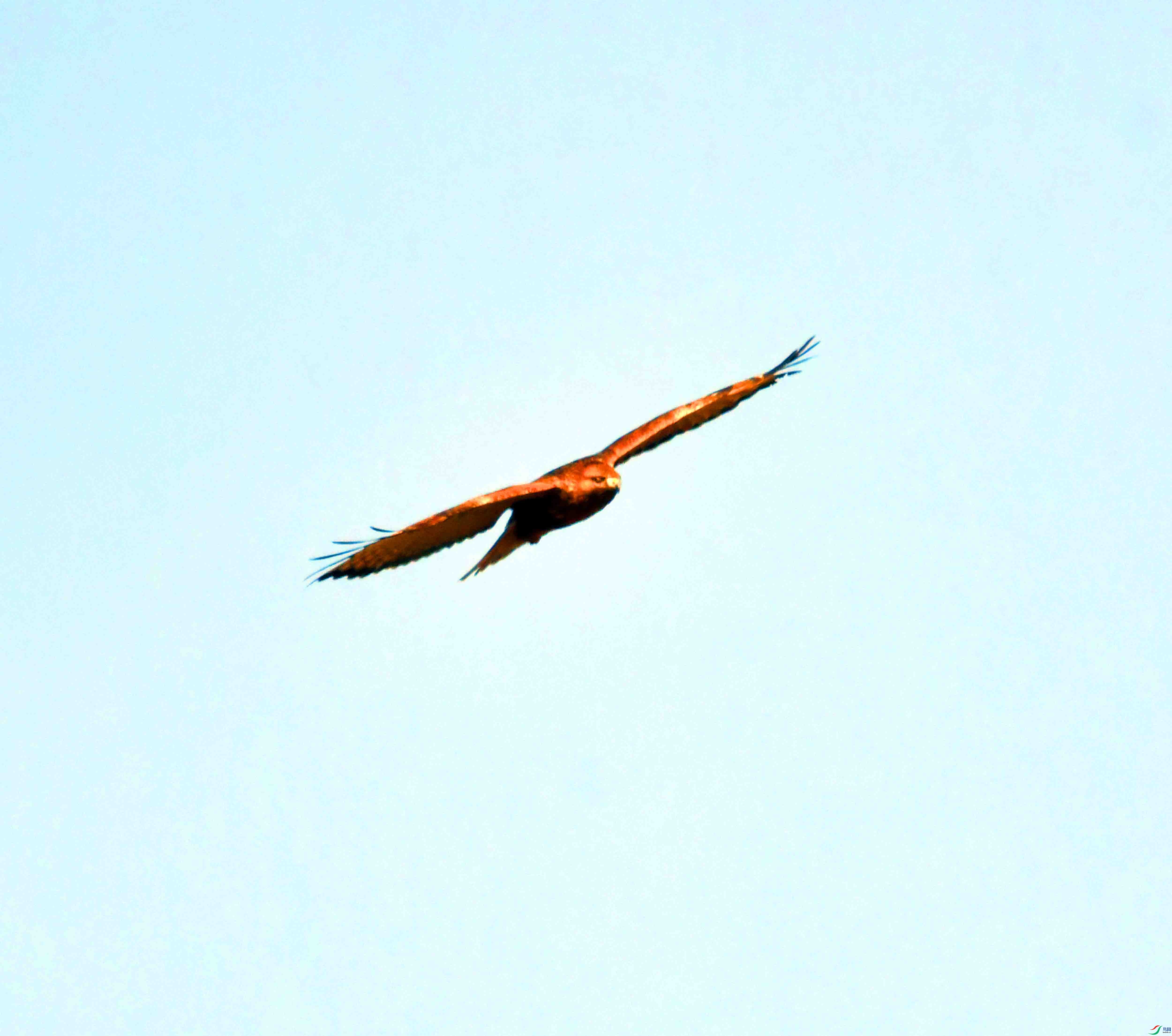 DSC_4487.JPG