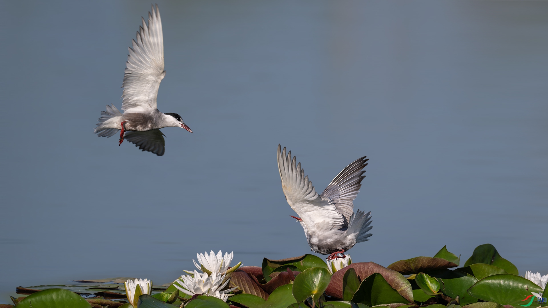 DSC_9594-����ǿ-NR.jpg