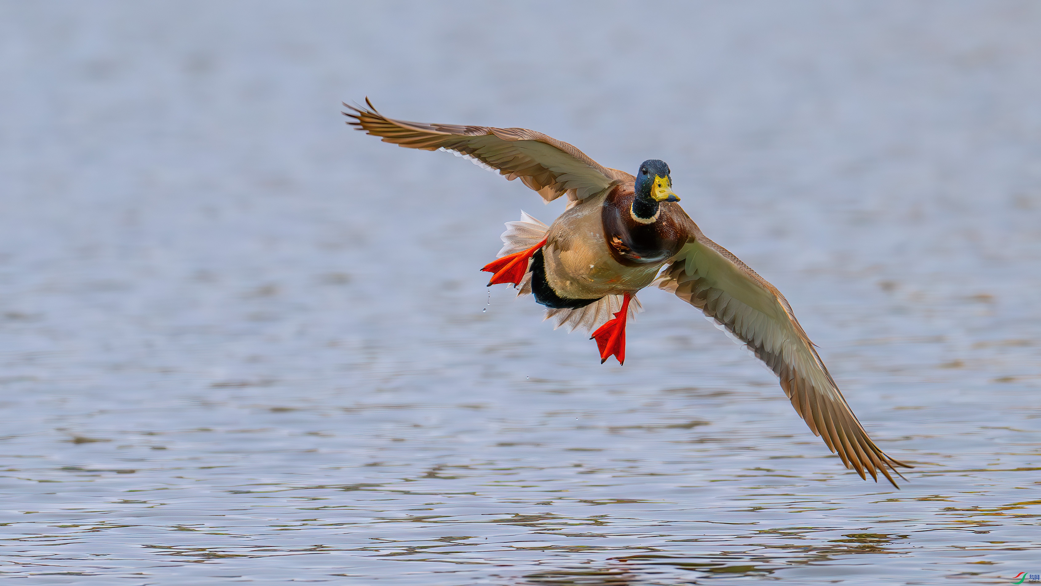 DSC_6318-����ǿ-NR.jpg
