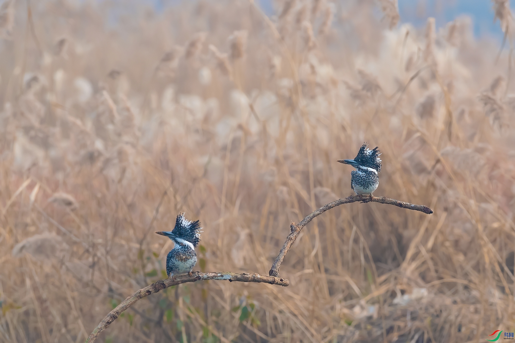 5DSC_6853_DxOa.jpg