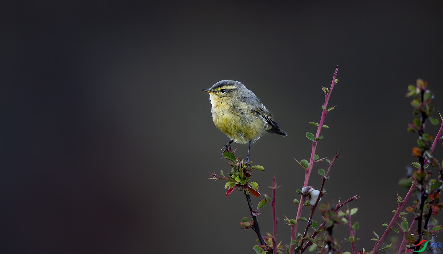 _DSC1747-����ǿ-NR ����.jpg