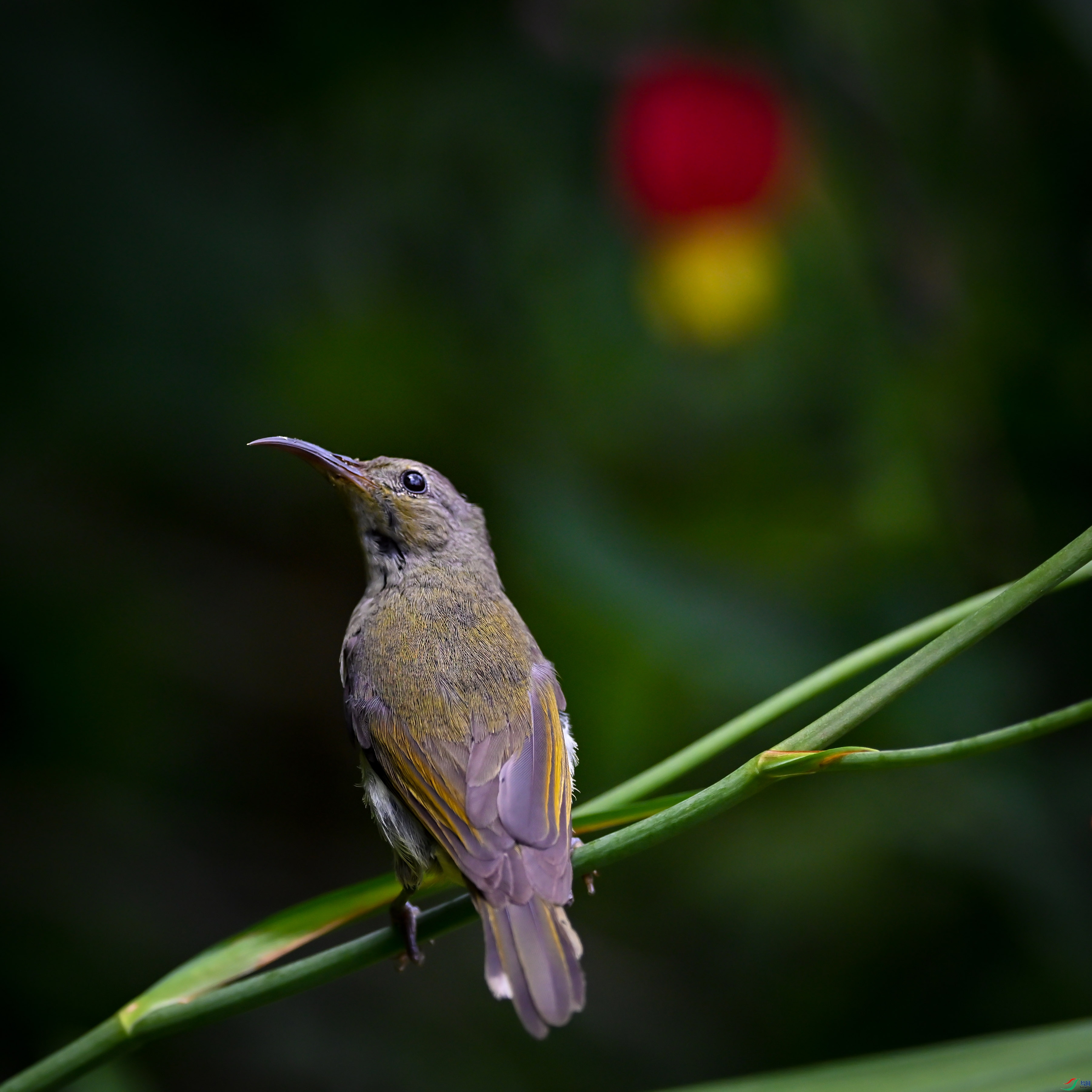 DSC_6527.jpg