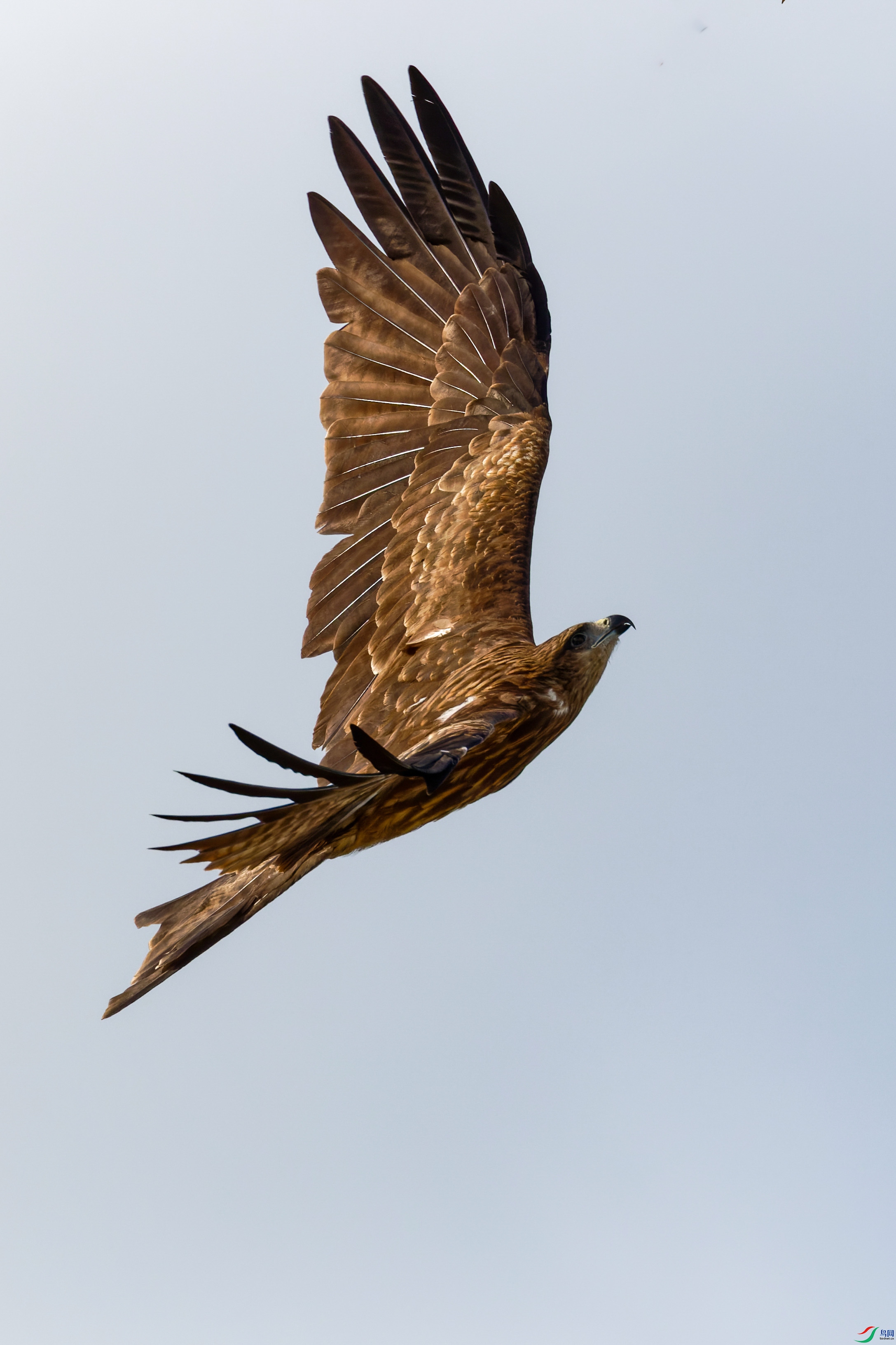 7D2_5709-CR2_DxO_DeepPRIME-1.jpg