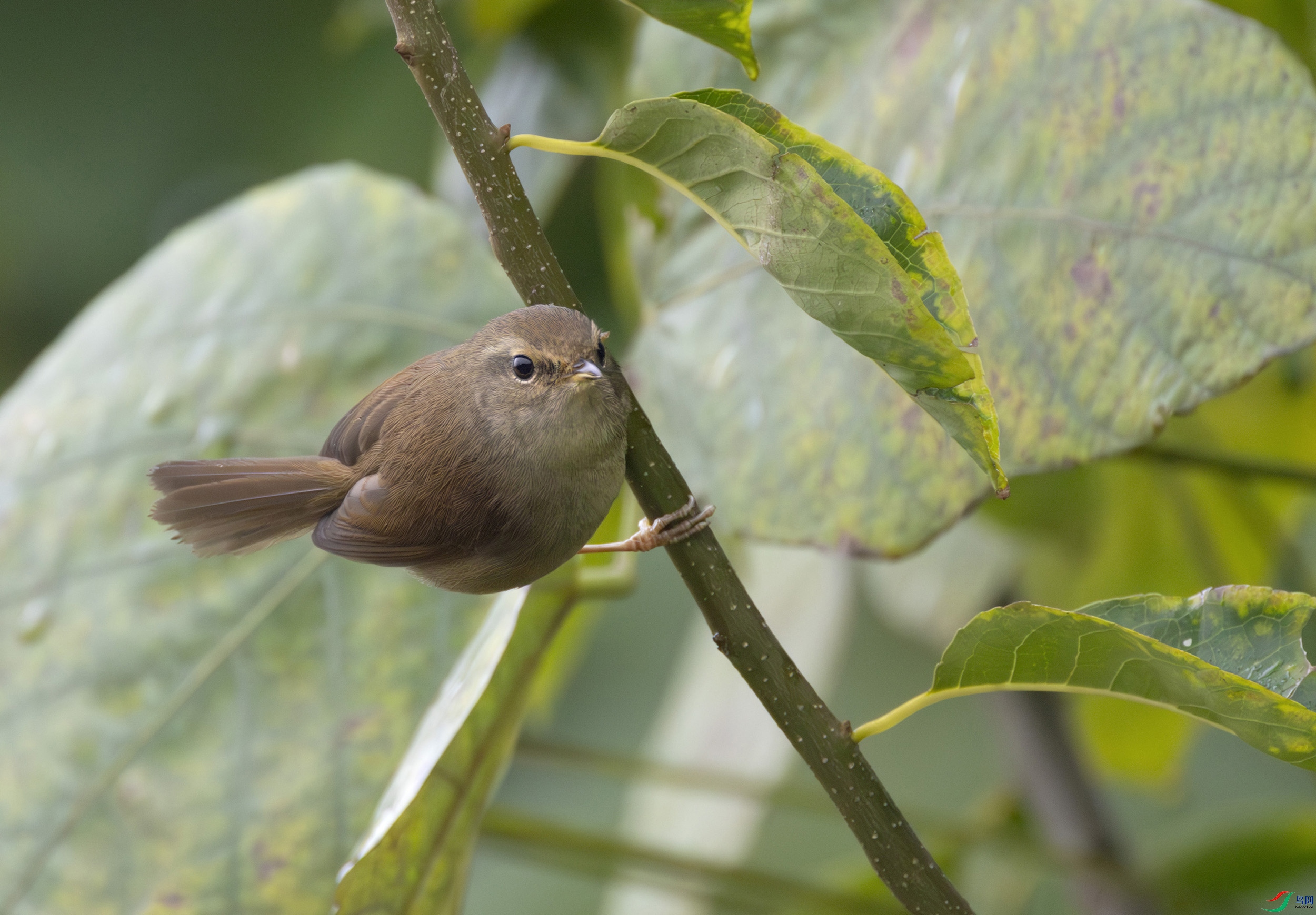 G47A7711-����ǿ-NR ���� 3.jpg